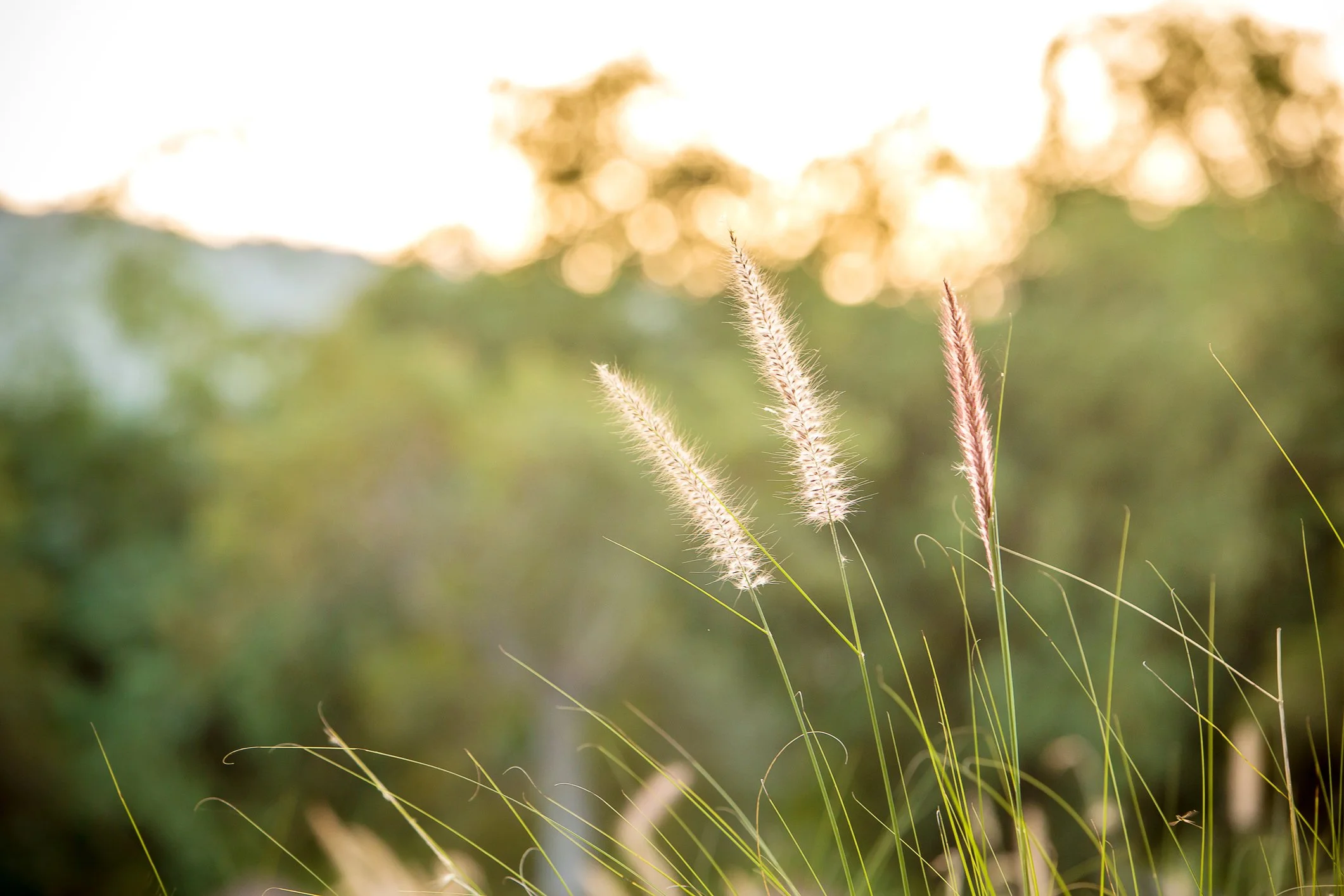 Close-up of beige grasses with feathery seed heads swaying in the wind, with blurred greenery and sunlight in the background. Peace and calm therapy support