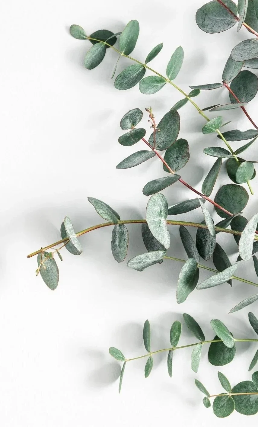 Eucalyptus branches with round, silvery-green leaves on a white background. Grief support.
