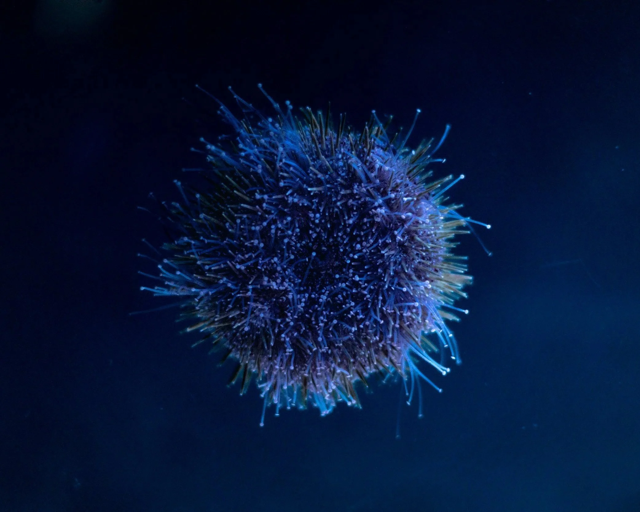 A close-up of a sea urchin with a dark background, showing its spines illuminated in blue and purple hues.