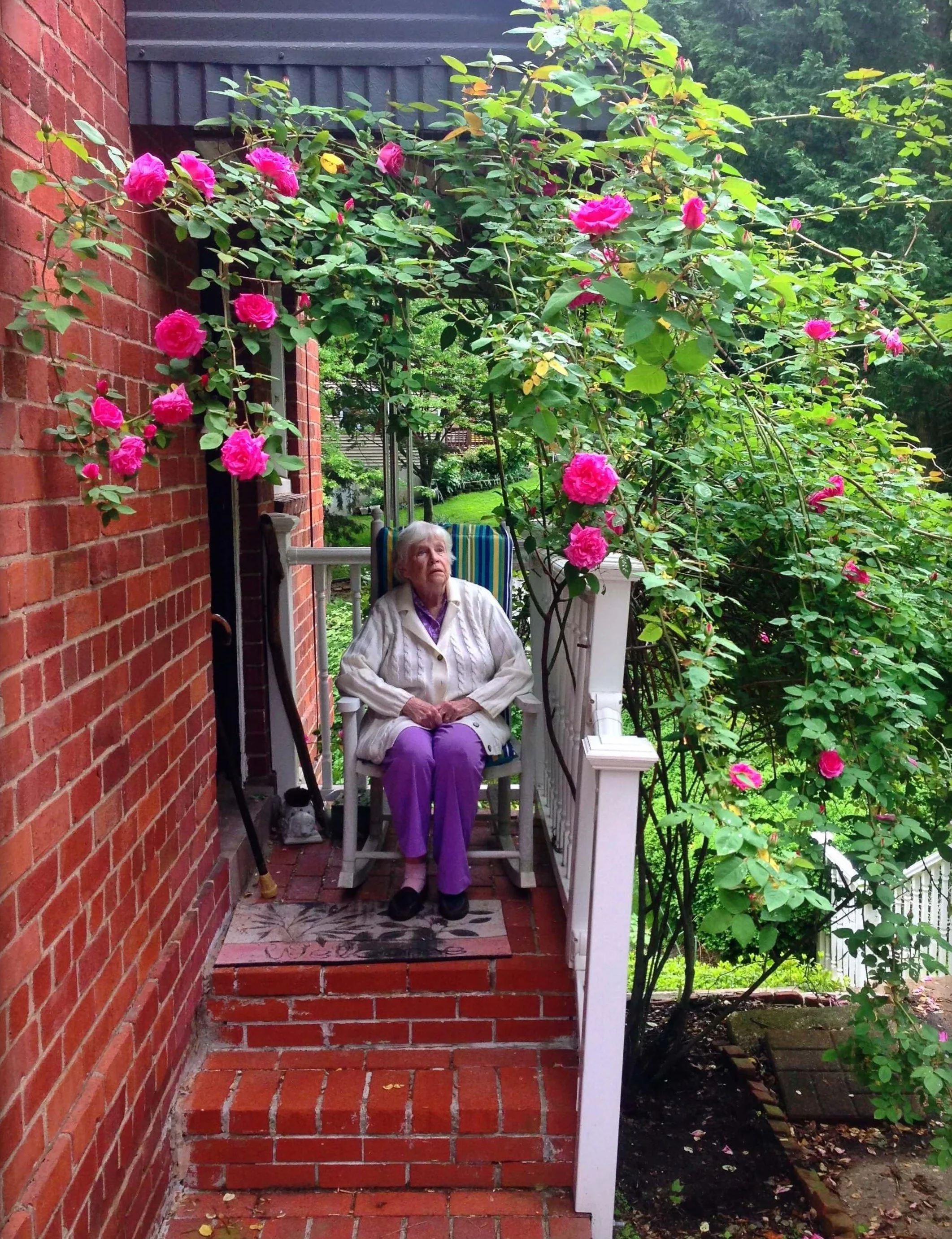 An elderly woman seated on a rocking chair on a small brick porch, looking up at a large bush of pink roses.