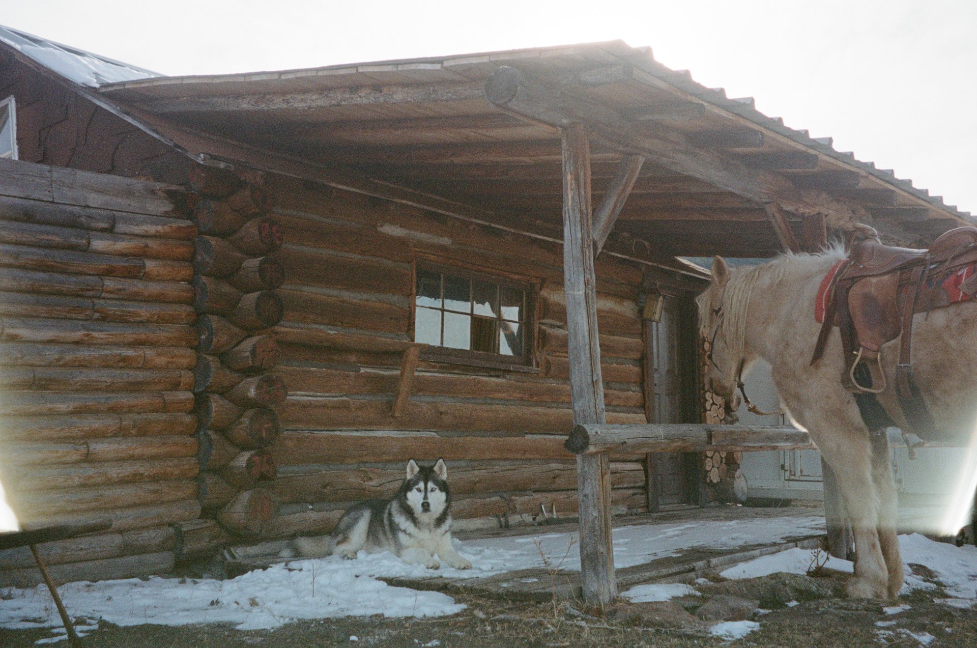 A rustic log cabin with a small window, snow on the ground, a Siberian Husky dog lying in front, and a white horse with a brown saddle tied to a wooden post outside.
