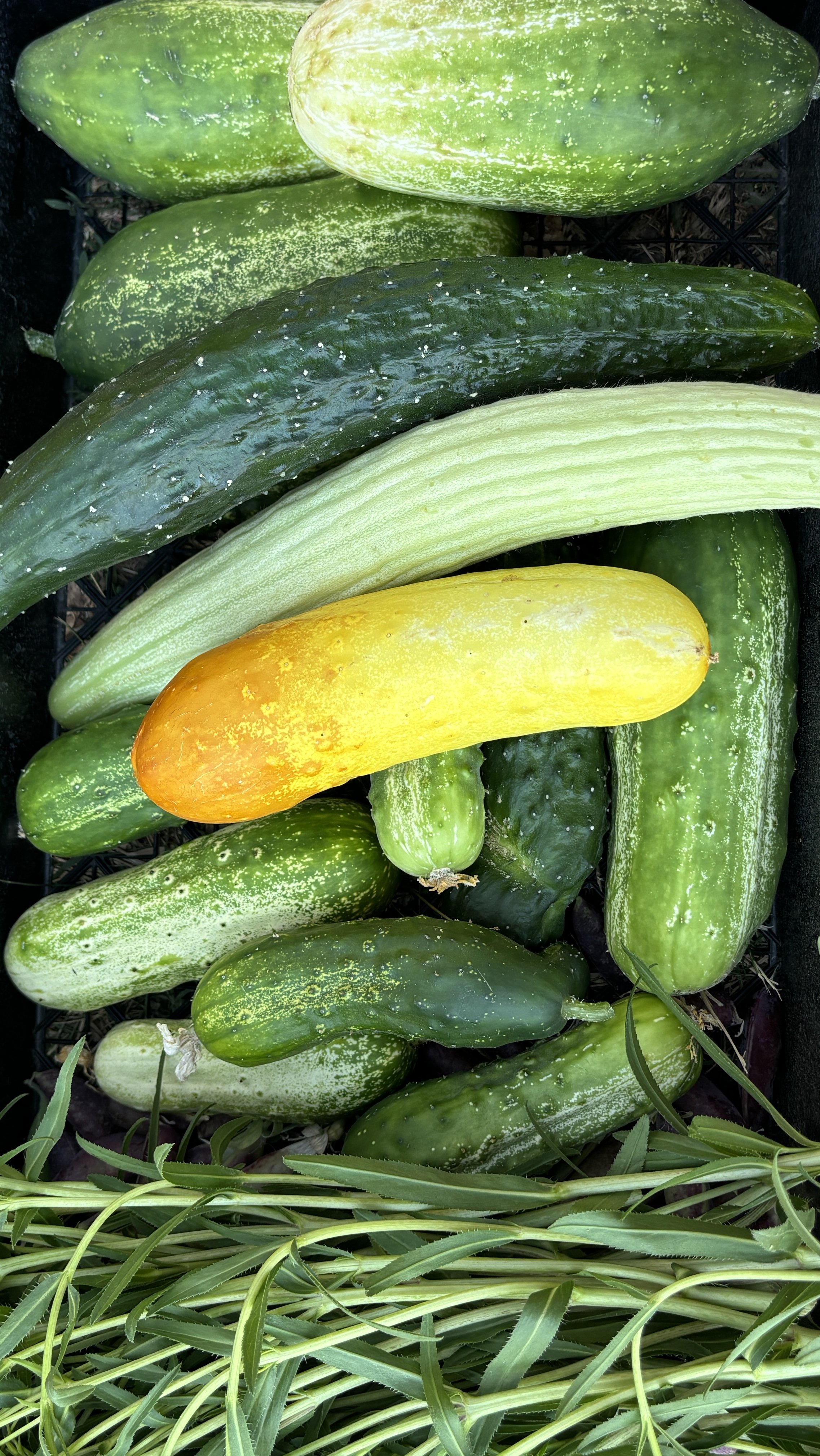 A basket of assorted cucumbers and squash, including green, yellow, and light green varieties, with some fresh herbs at the bottom.