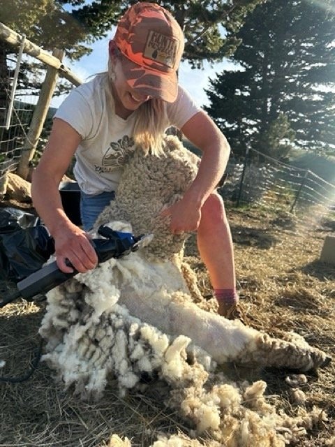 Woman shearing a sheep outdoors, using electric clippers, with sunlight and trees in background.