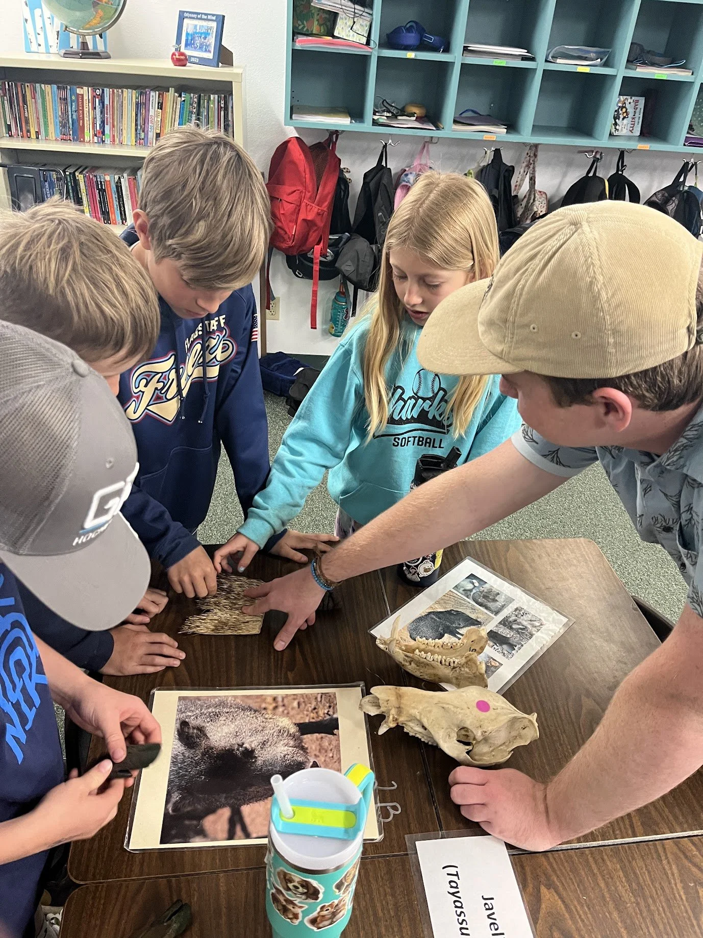 Animal Adaptations