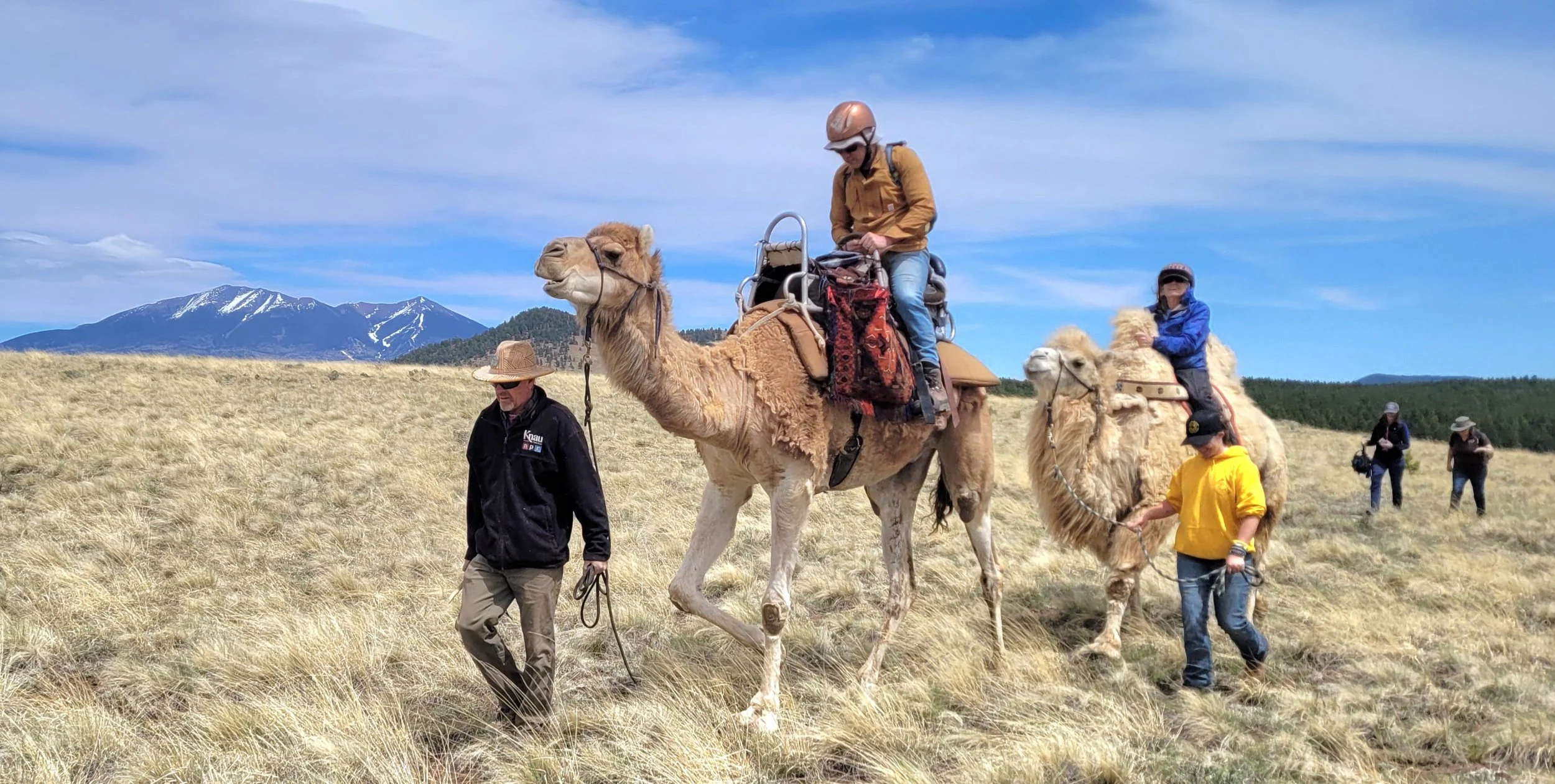 Hiking with Camels Through History: The Beale Wagon Road Experience