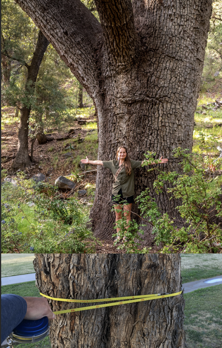 Magnificent Tree Measuring Workshop
