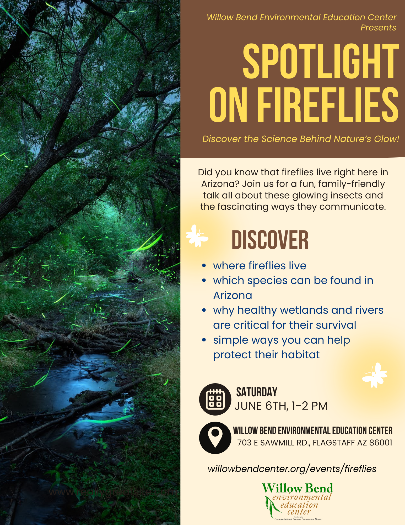 Spotlight on Fireflies