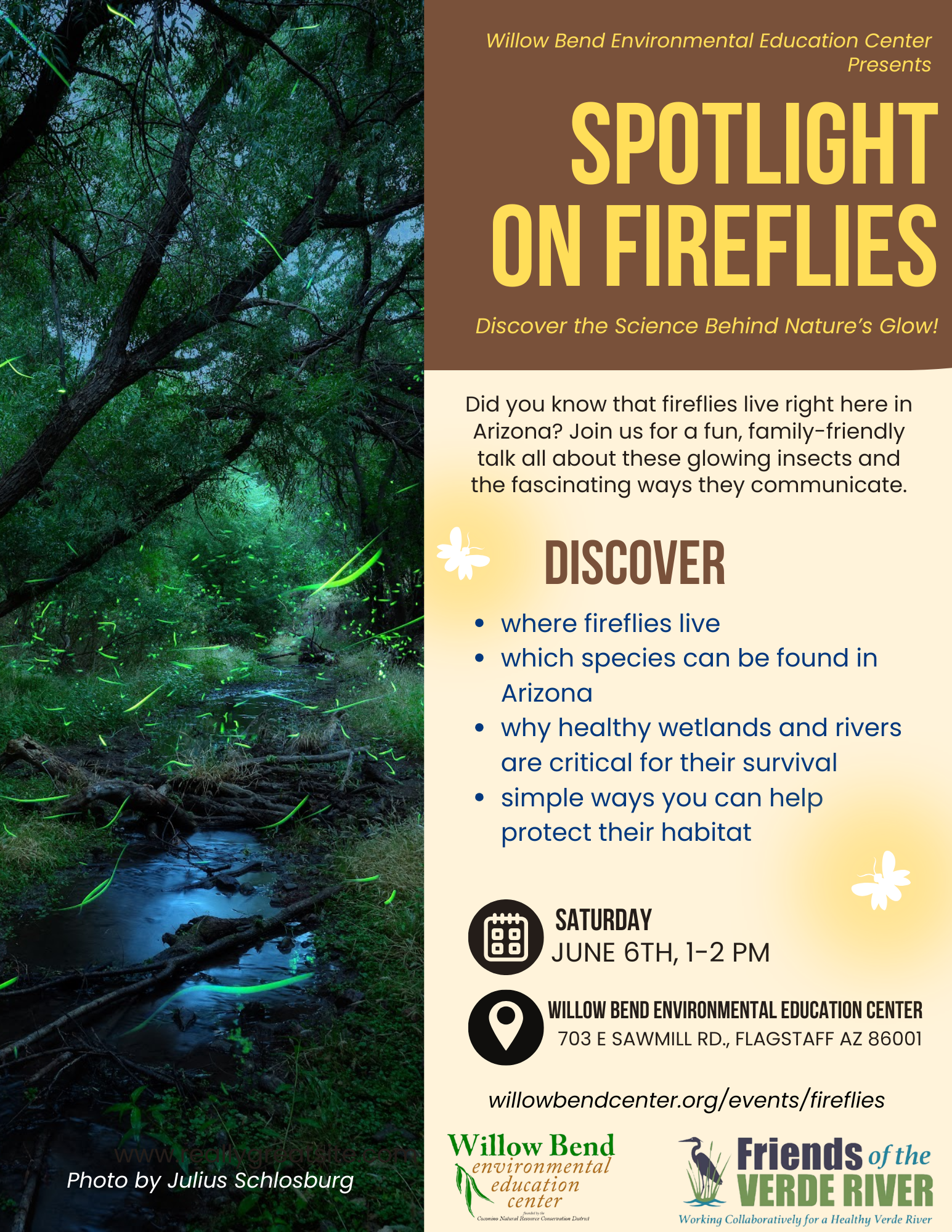 Spotlight on Fireflies