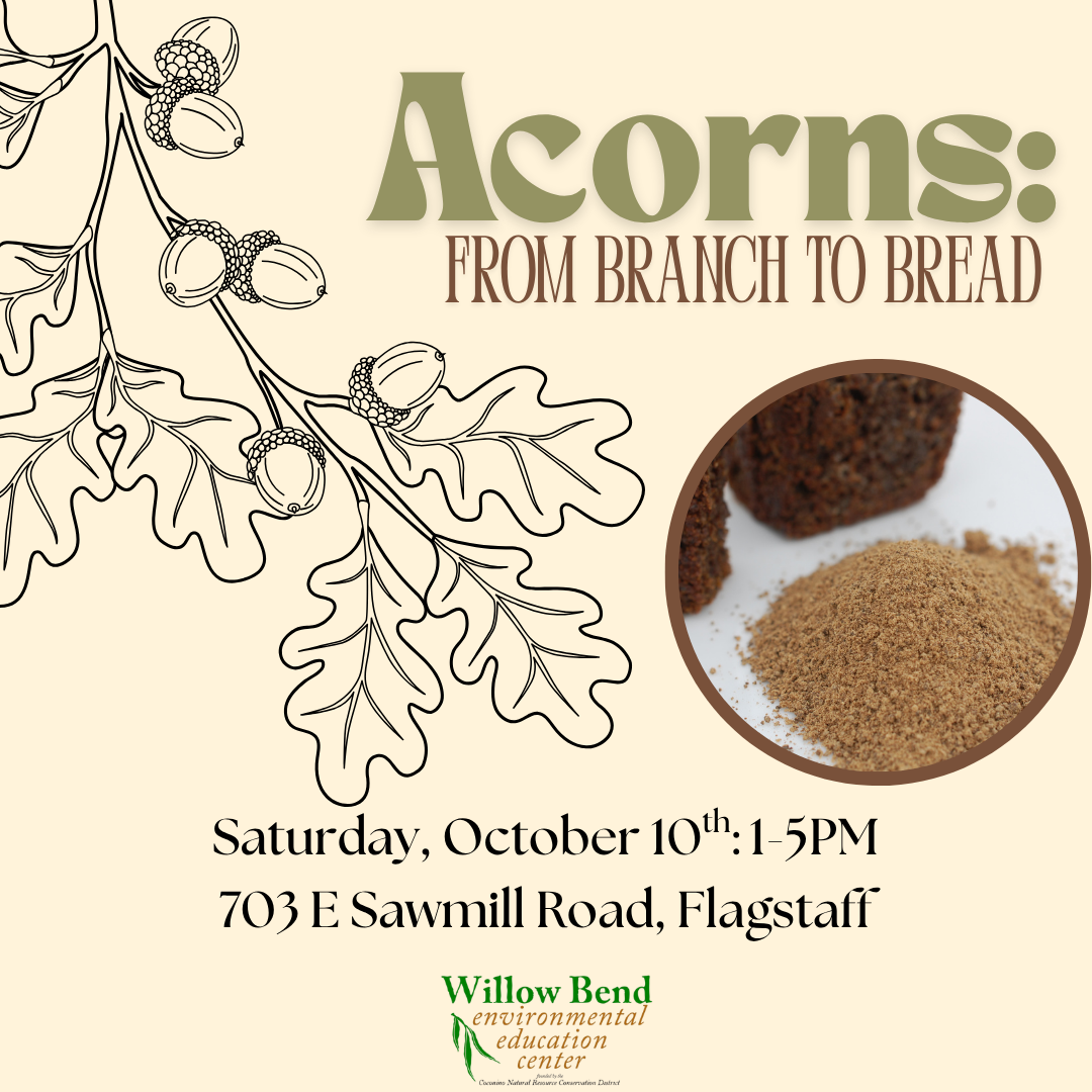 Adult Workshop: Acorns - From Branch to Bread