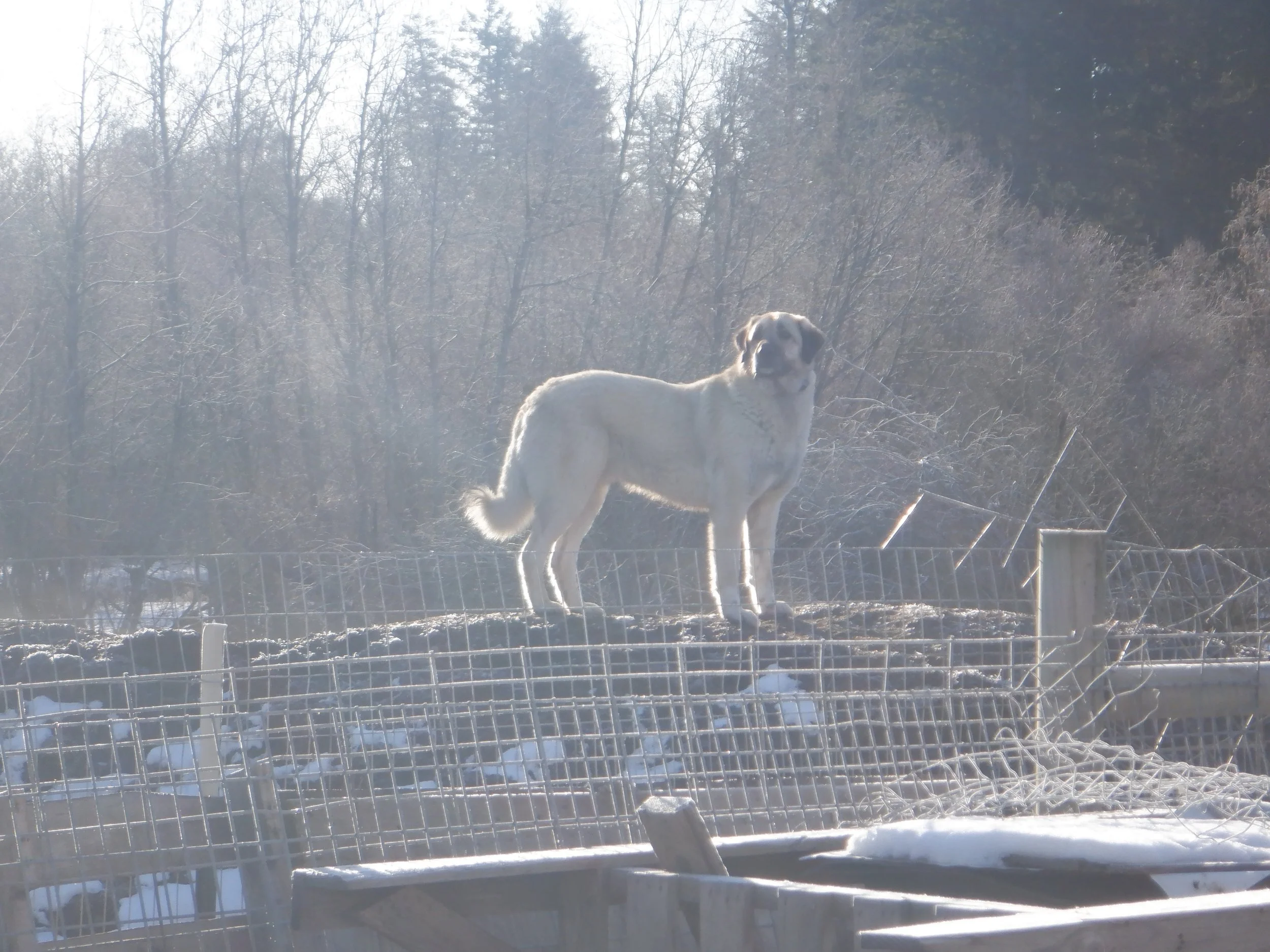 2024-3-6-2024 DSCF8080.JPG