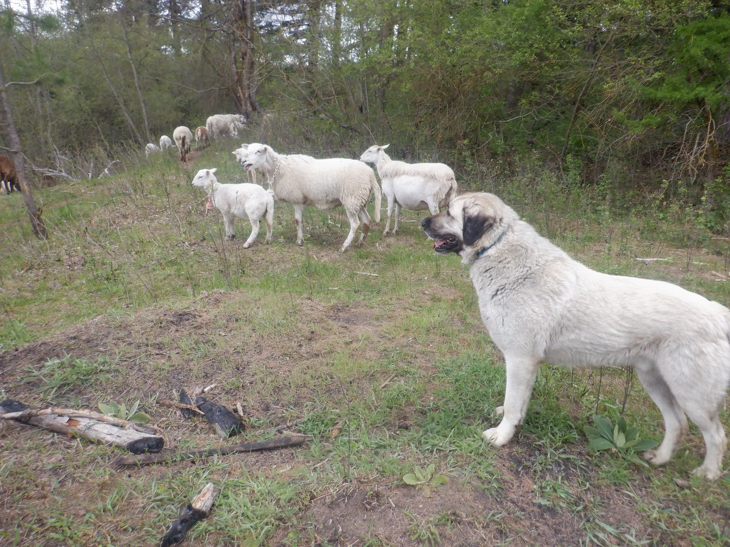 2024-4-30-2024 DSCF8273.JPG