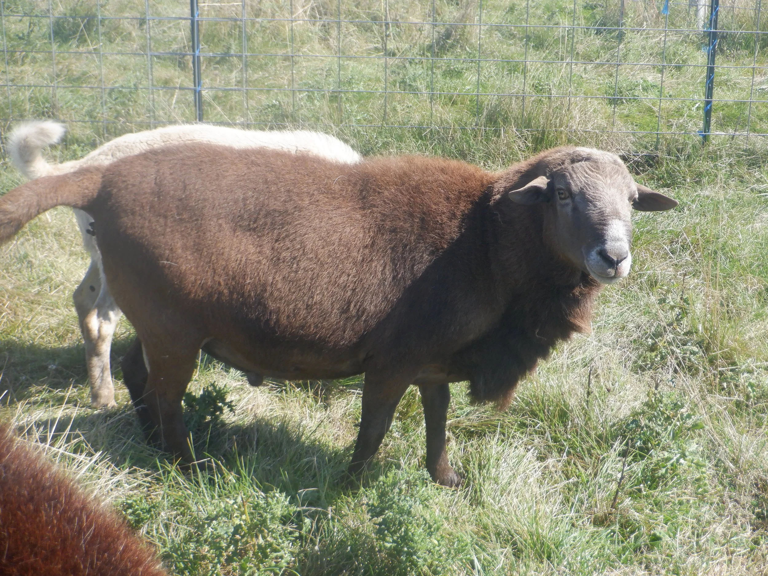 2023-9-2 Charlie BrownDSCF7565.JPG