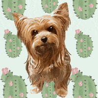Illustration of customer dog, Roxy the poodle