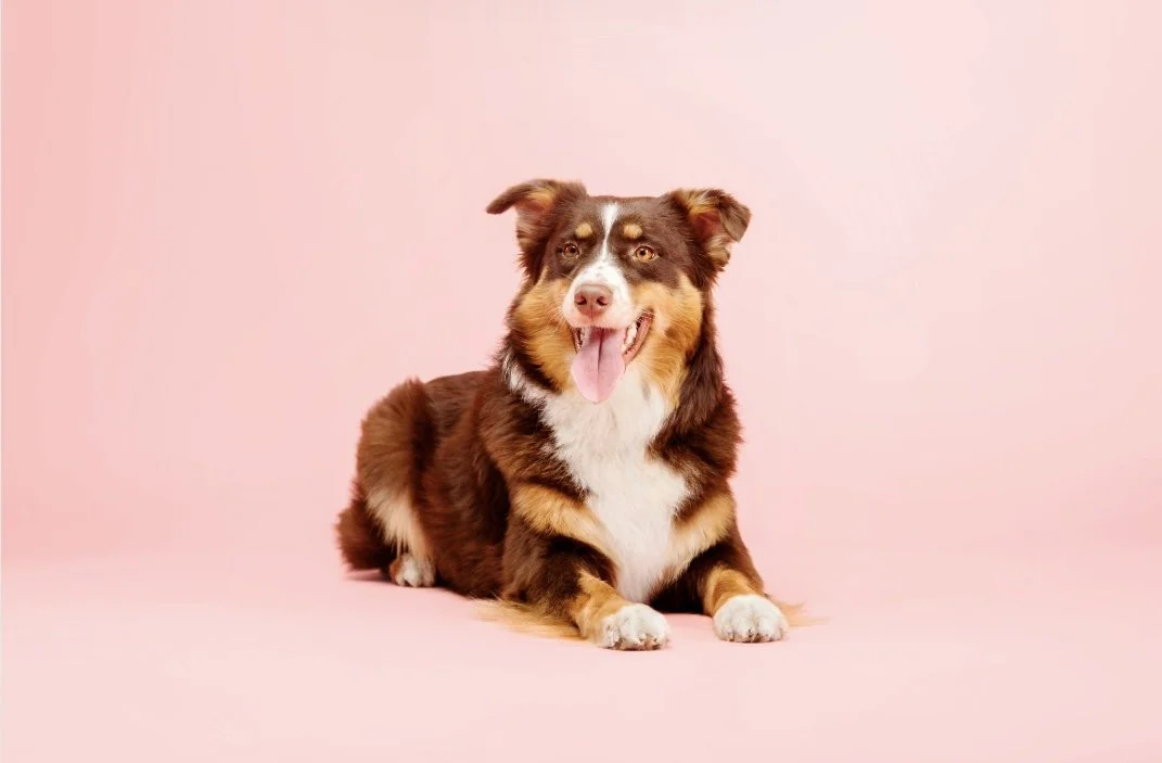 Two Week Board & Train