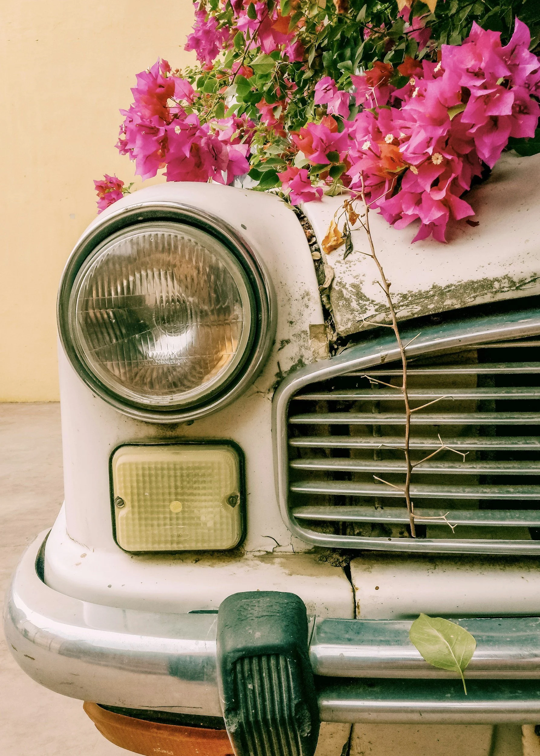 Petals & Pistons Car Show