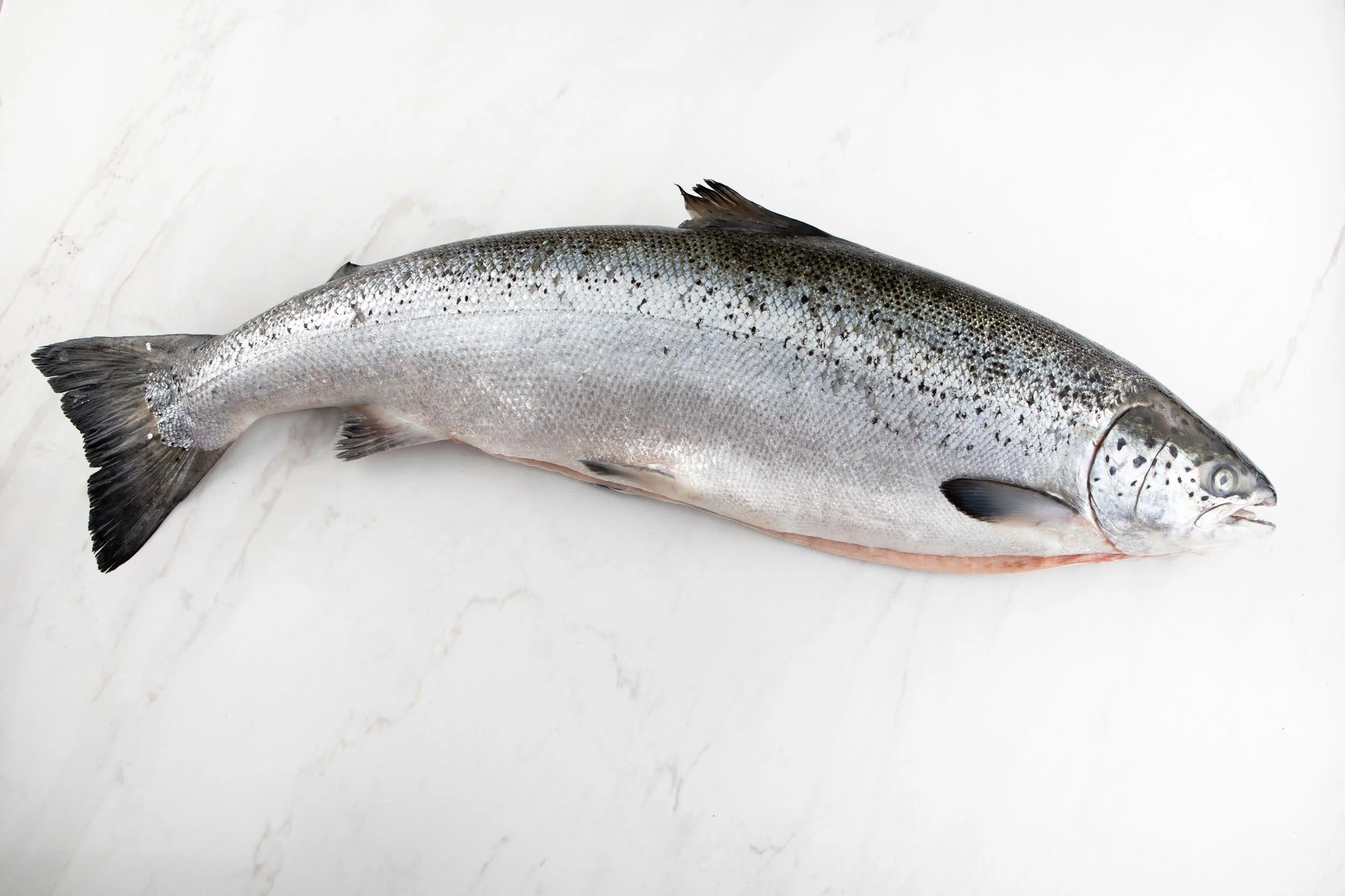 Beast Feast: Salmon – Whole Animal Dinner Series