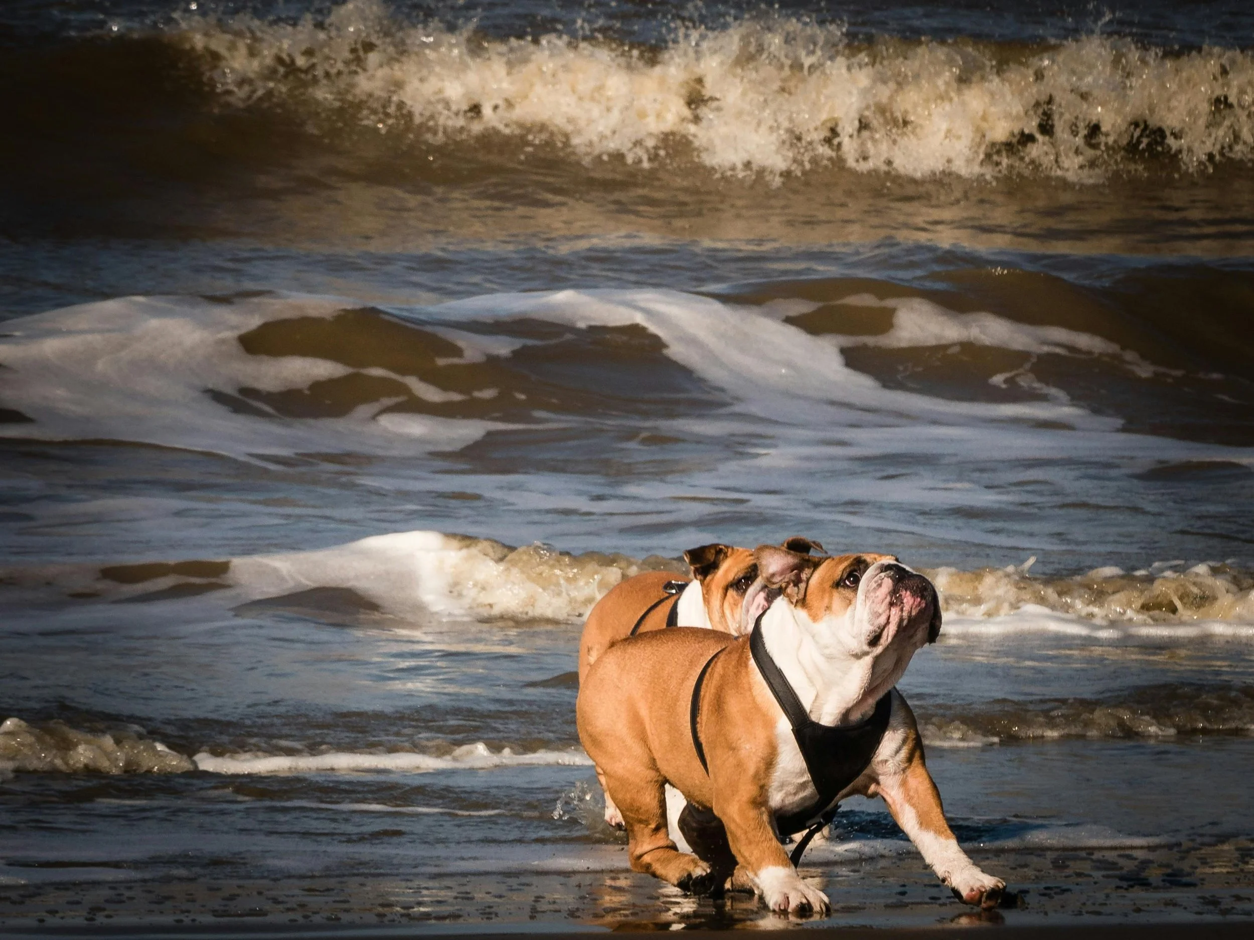 🐾 🐾 Tails &amp; Trails: San Clemente The Spanish Village Where Dogs Dream by the Sea