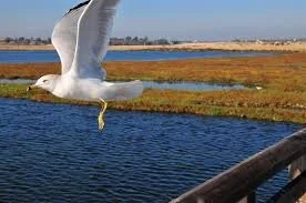 Public Wetlands Walking Tour at Bolsa Chica – Huntington Beach