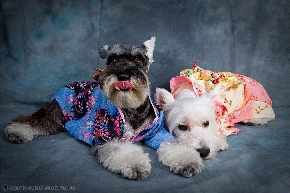 V-Day Pet Event: LZG Pet Furtography x Paint My Buddy – Costa Mesa