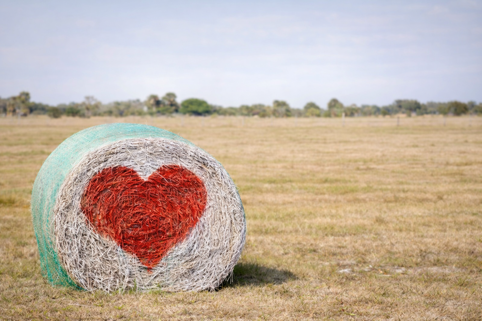 Valentine’s Day Farm-to-Table Dinner at Tanaka Farms-Irvine