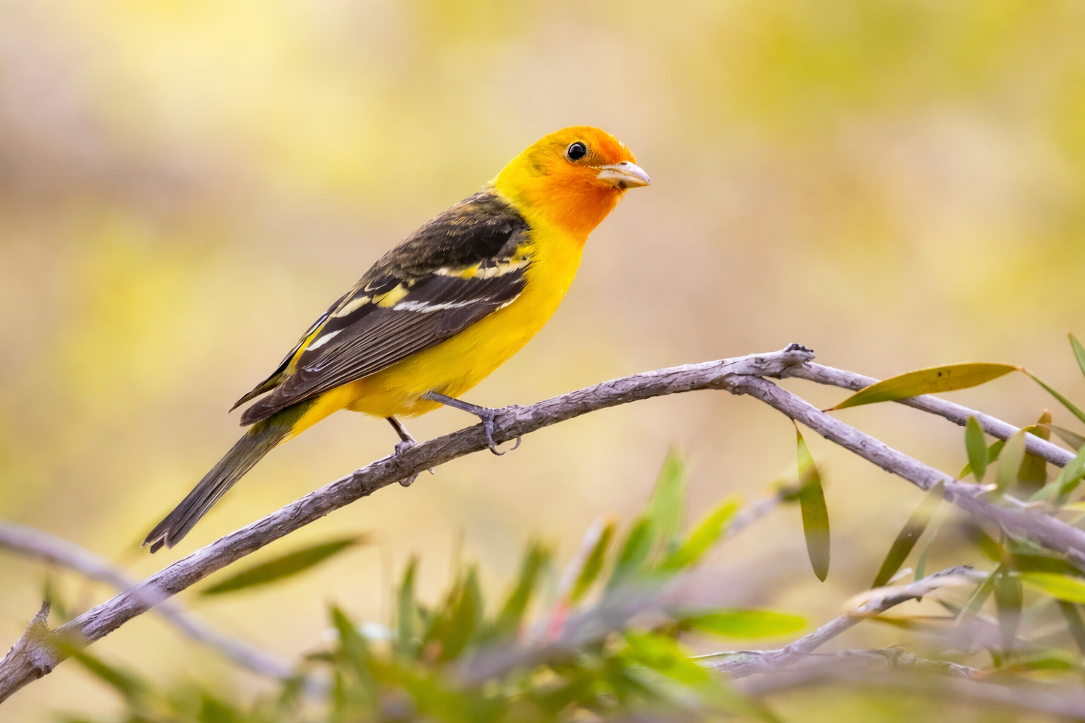 🦜 Private Full-Day Birding &amp; Wildlife Photography Tour in Orange County