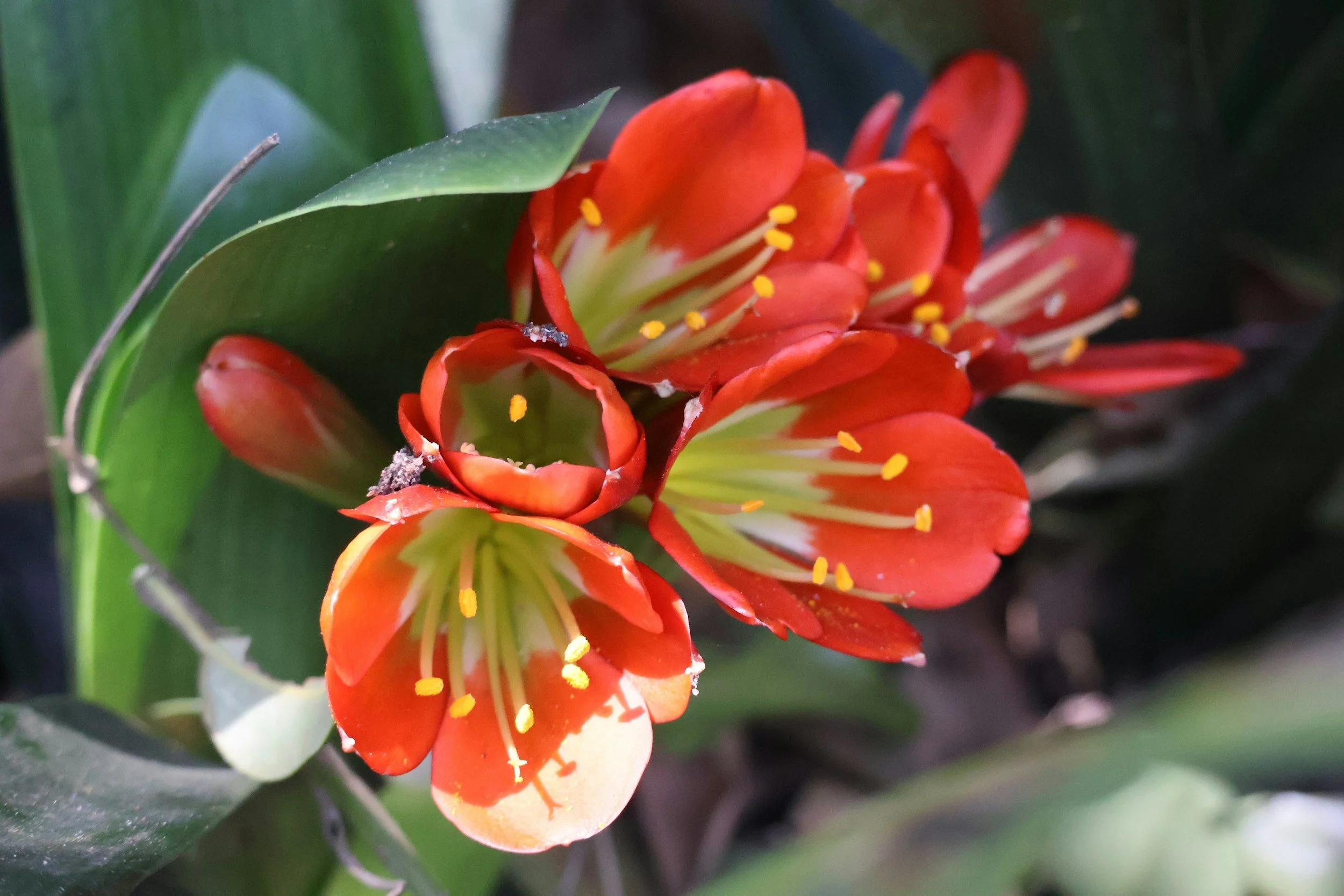 Talk and Demonstration: Clivia Flower Arranging — Corona del Mar