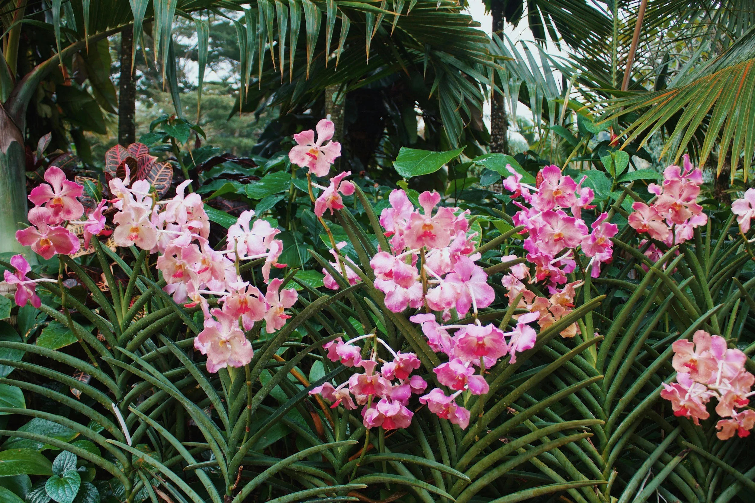 36th Annual Southern California Spring Garden Show — Costa Mesa