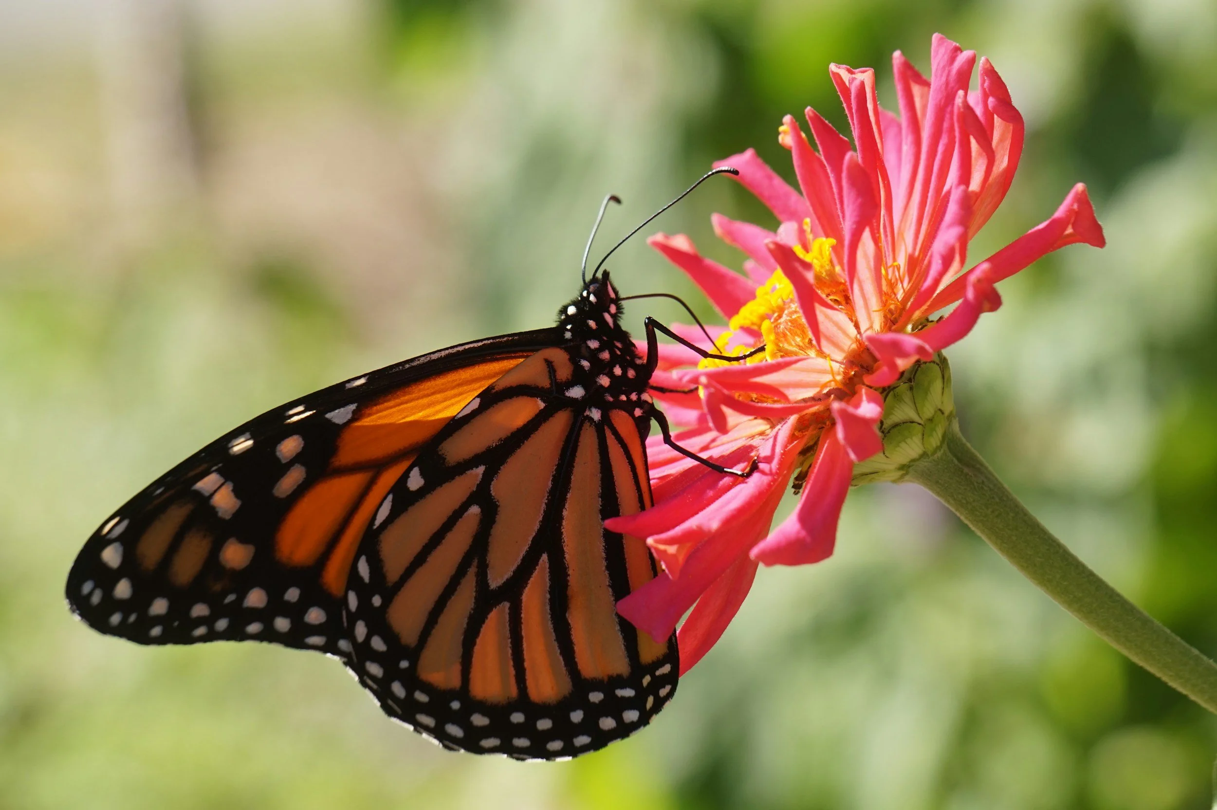 Bird &amp; Butterfly Gardening Week — Corona del Mar