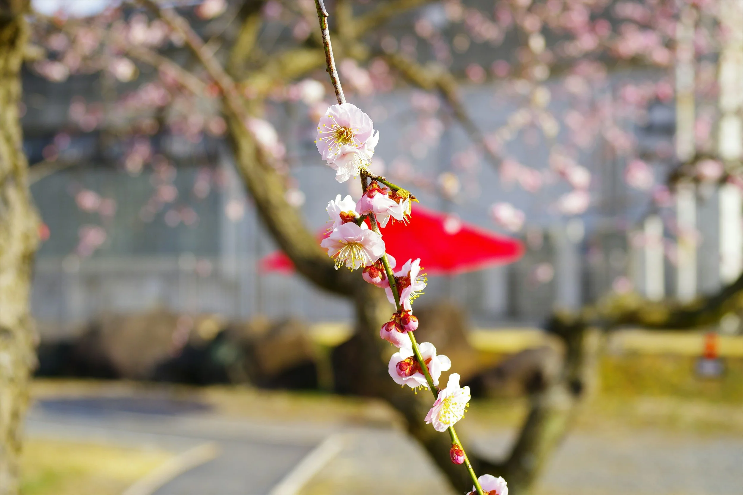 Japanese Cherry Blossom Festival — Santa Ana