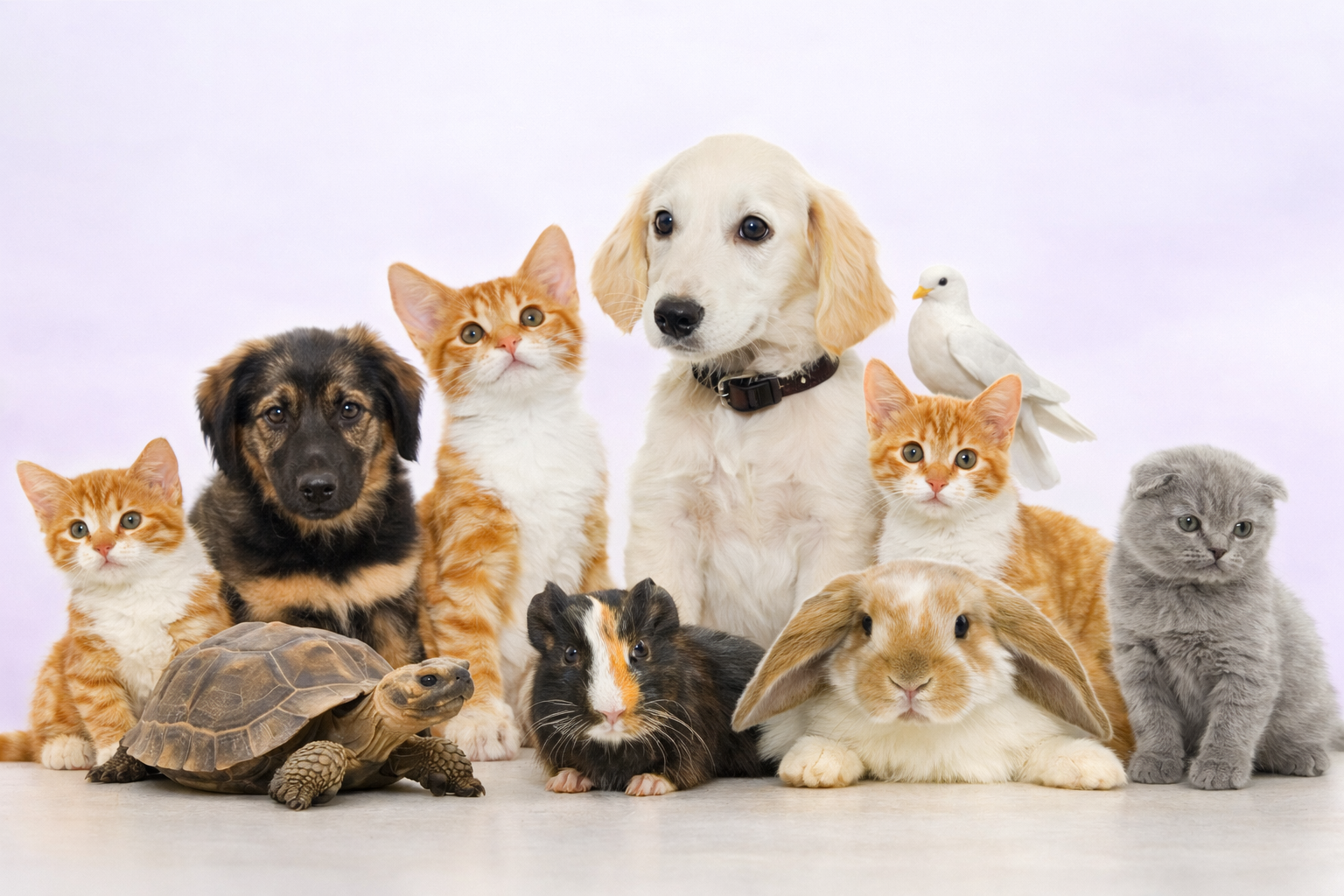 National Pet Day Celebration — La Habra