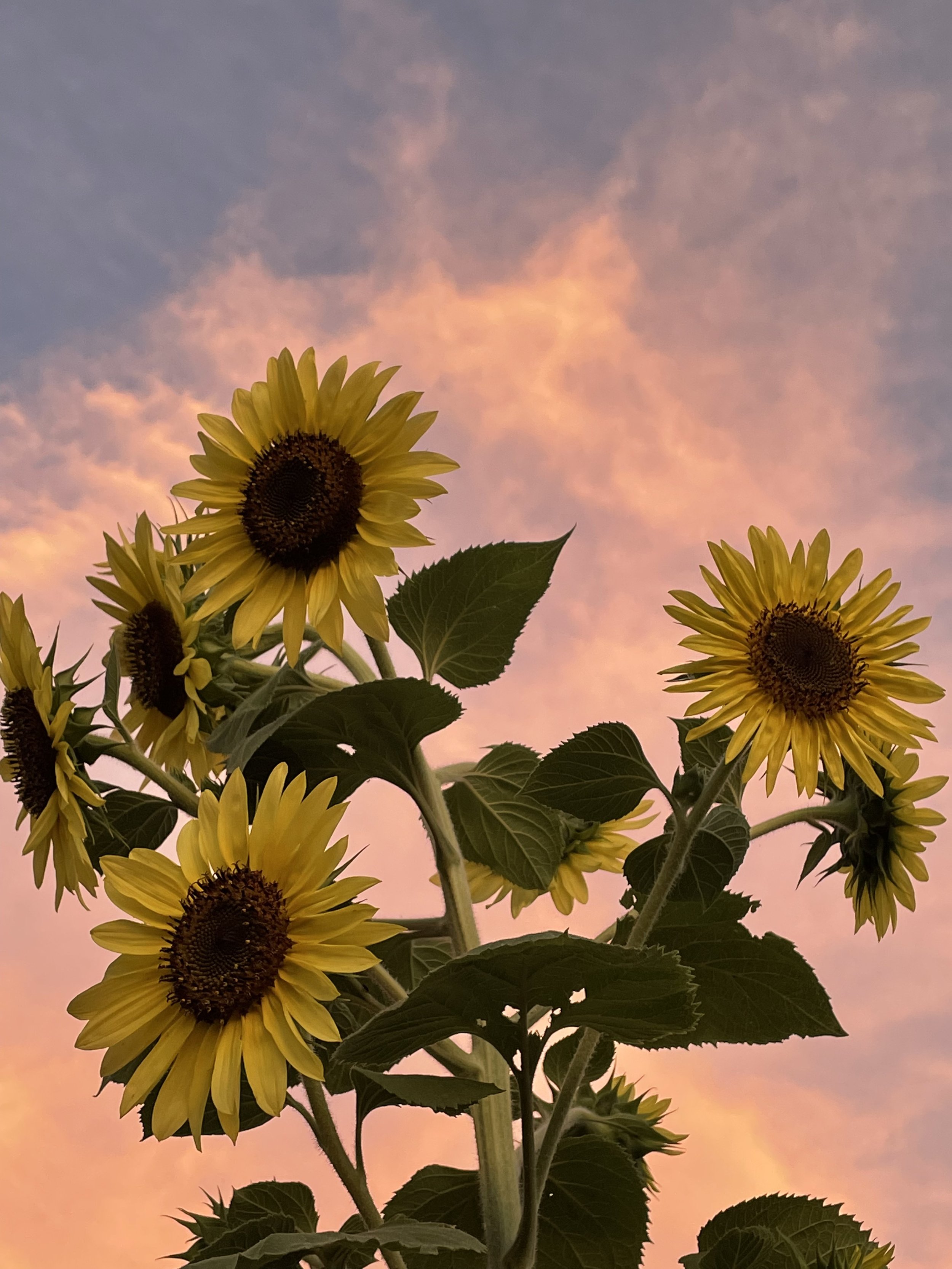 Sunflowers against a pink and purple sunset sky.