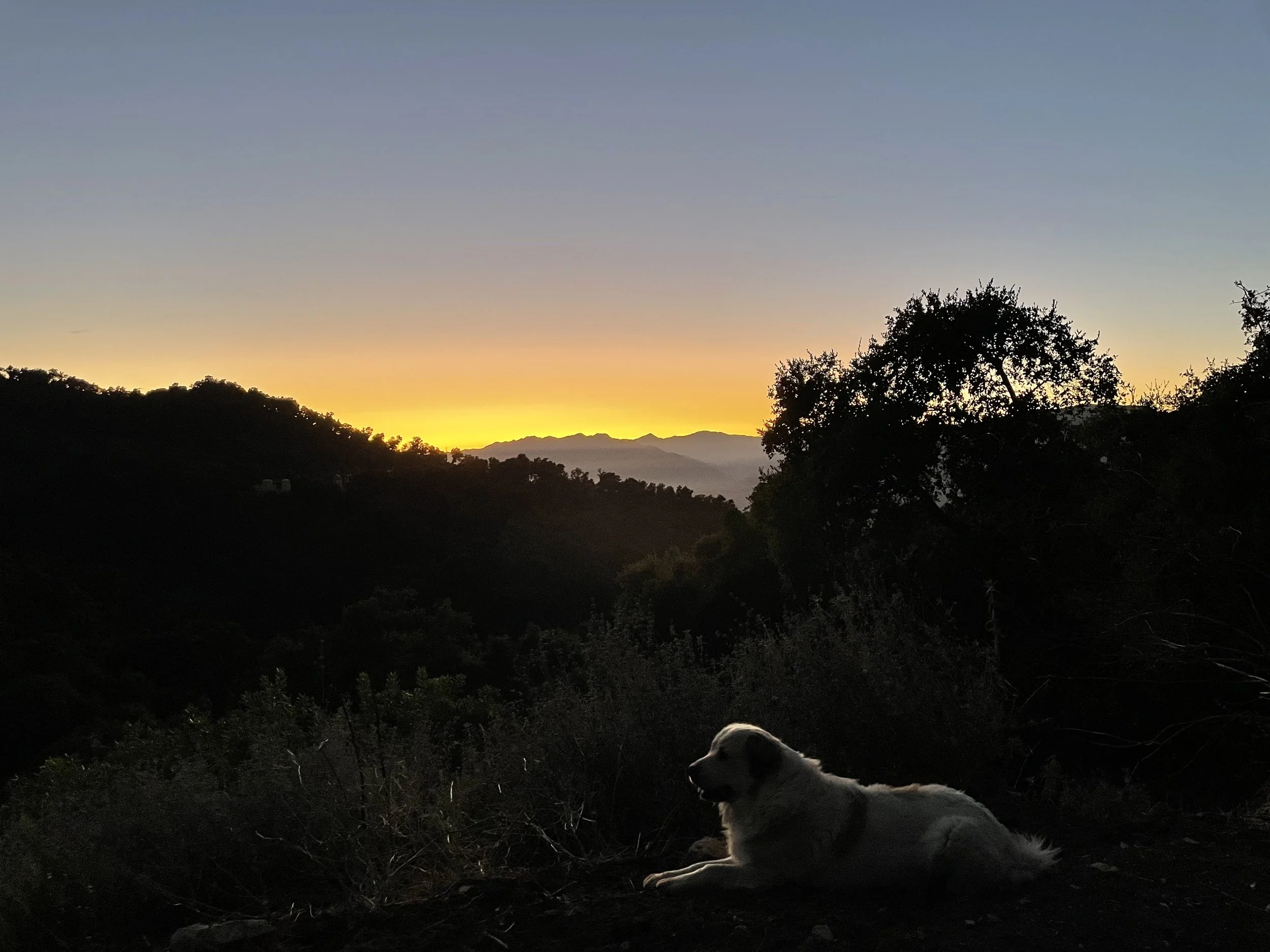 A dog lying on the ground in a natural landscape during sunset, with a silhouette of trees and mountains in the background.
