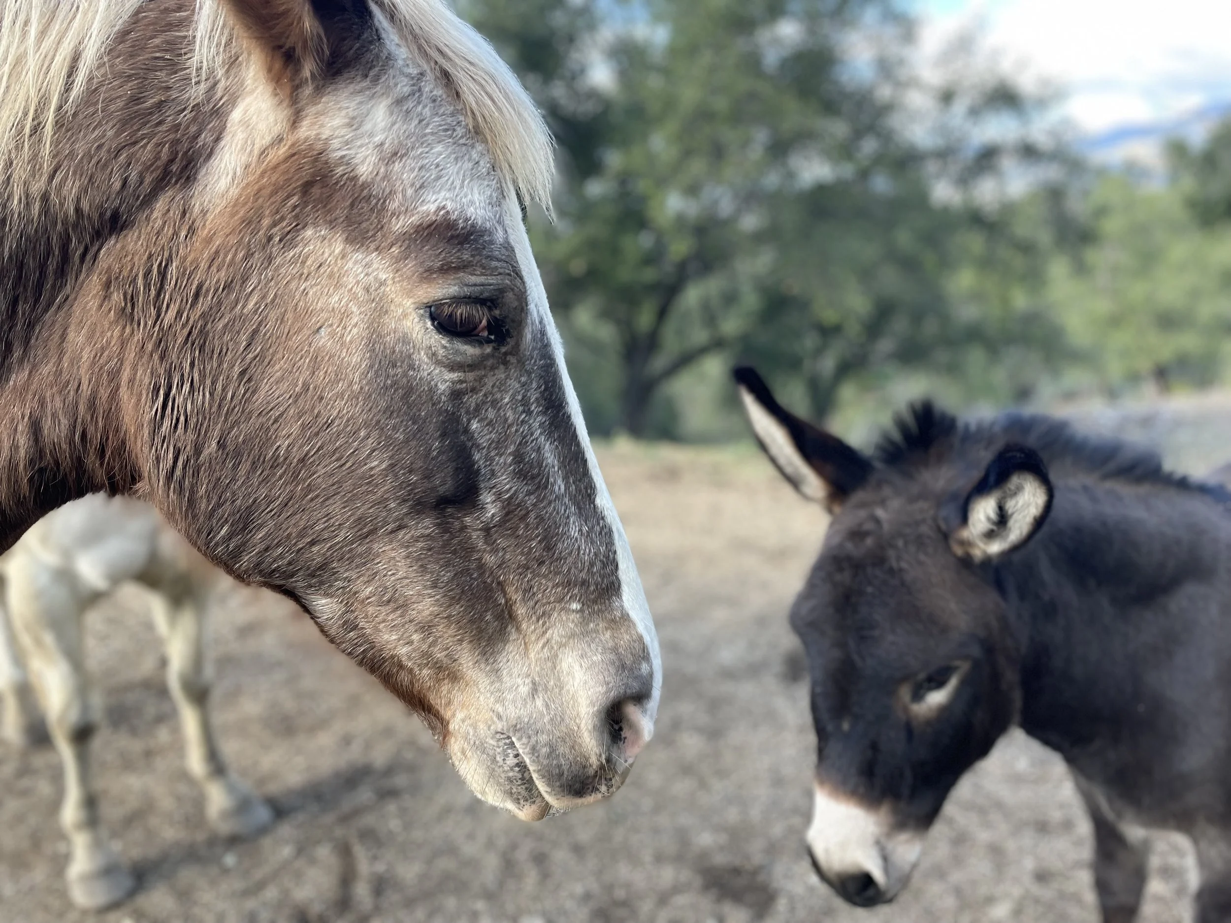 Close-up of a horse and a donkey touching noses outdoors with trees and sky in the background.