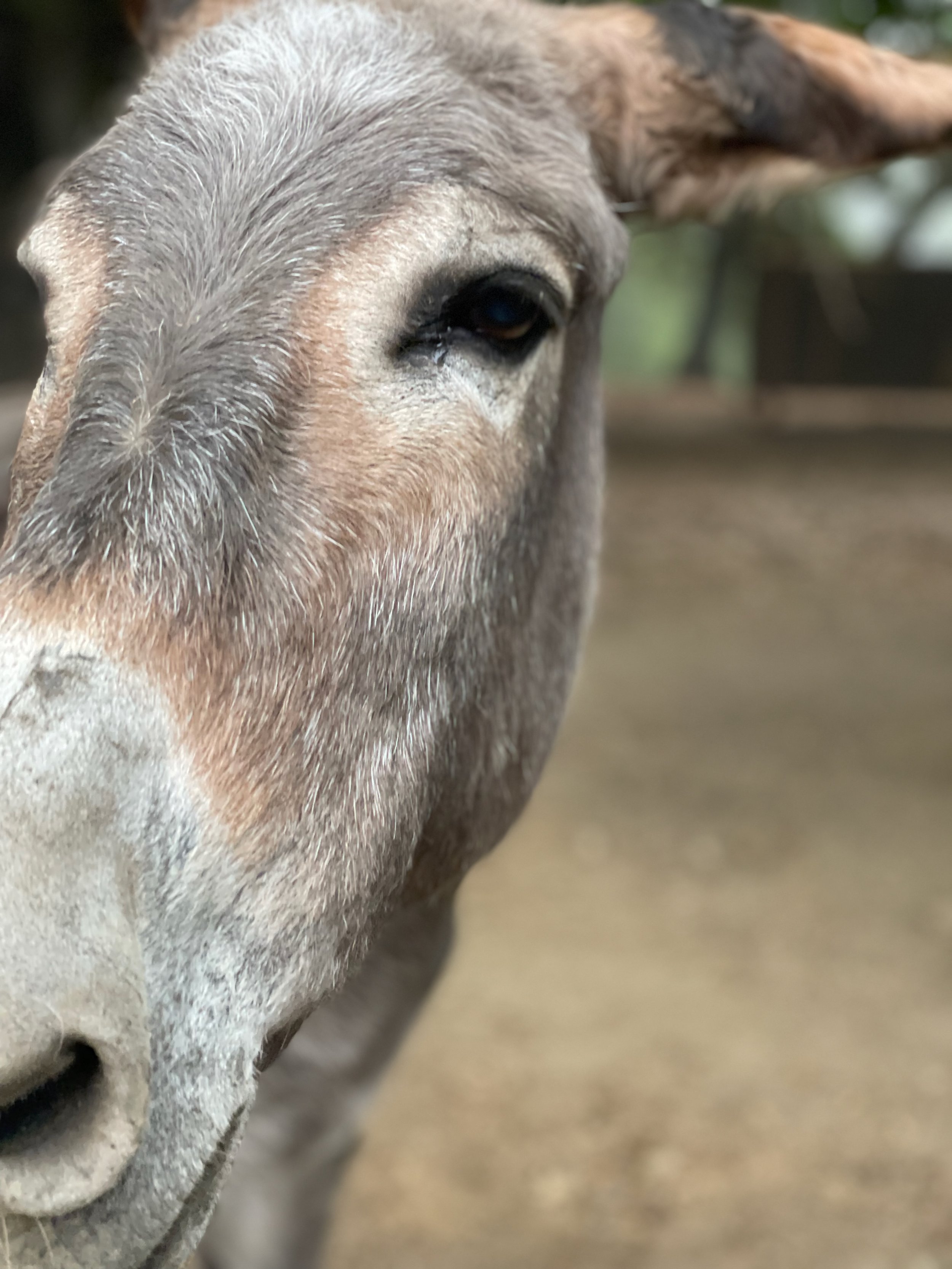 Close-up of a cow's face showing its eye, ear, and part of its snout.