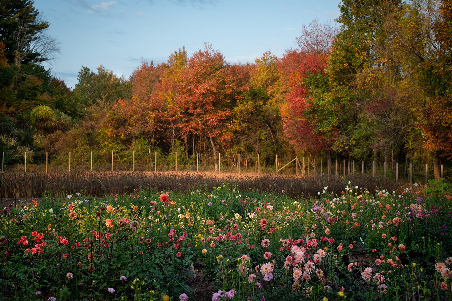 0001.24.10.12.Dahlias.ErinKiernanPhotography.Z62_7612.jpg