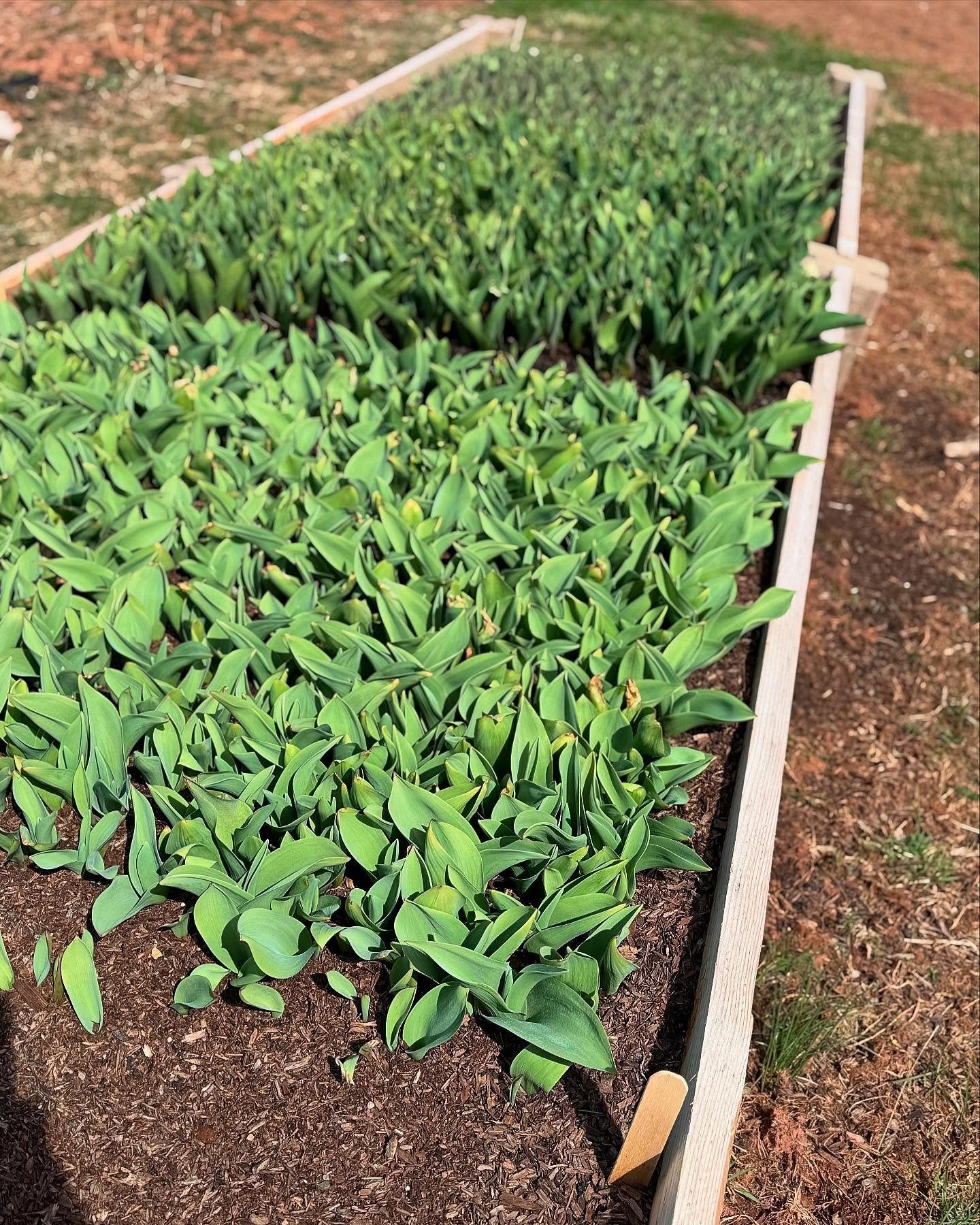 The first of our 10,000 tulips have started to show themselves! They make us wait but their beauty is always worth it. Can&rsquo;t wait to see all of them in full bloom! 

#tulips #flowerfarm #gardening #flowers