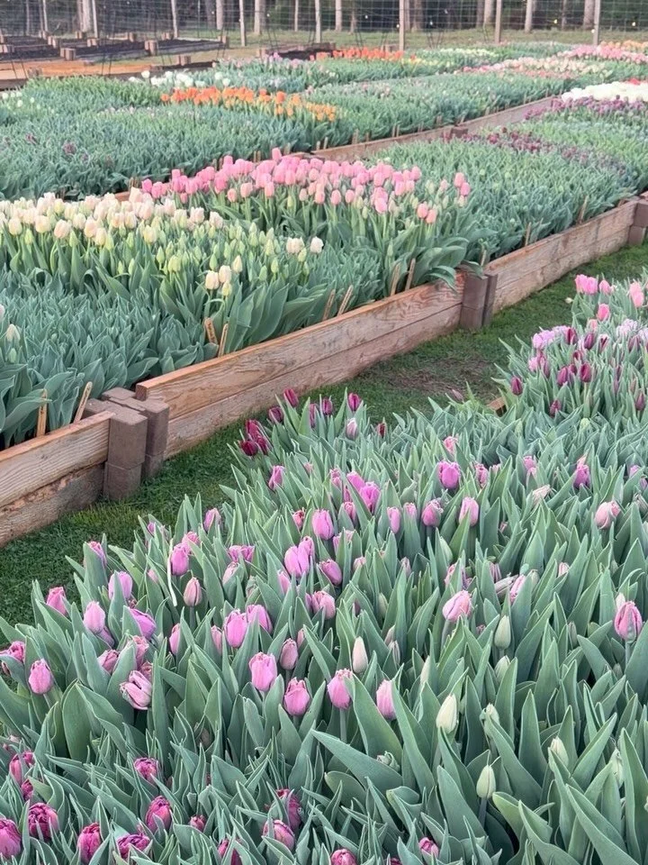 The tulips are loving this weather and blooming away! We&rsquo;re opening our flower shed for the first time this season at 4 PM today. Stop by and pick up some fresh flowers!

Find our address on our website, or send us a DM.
