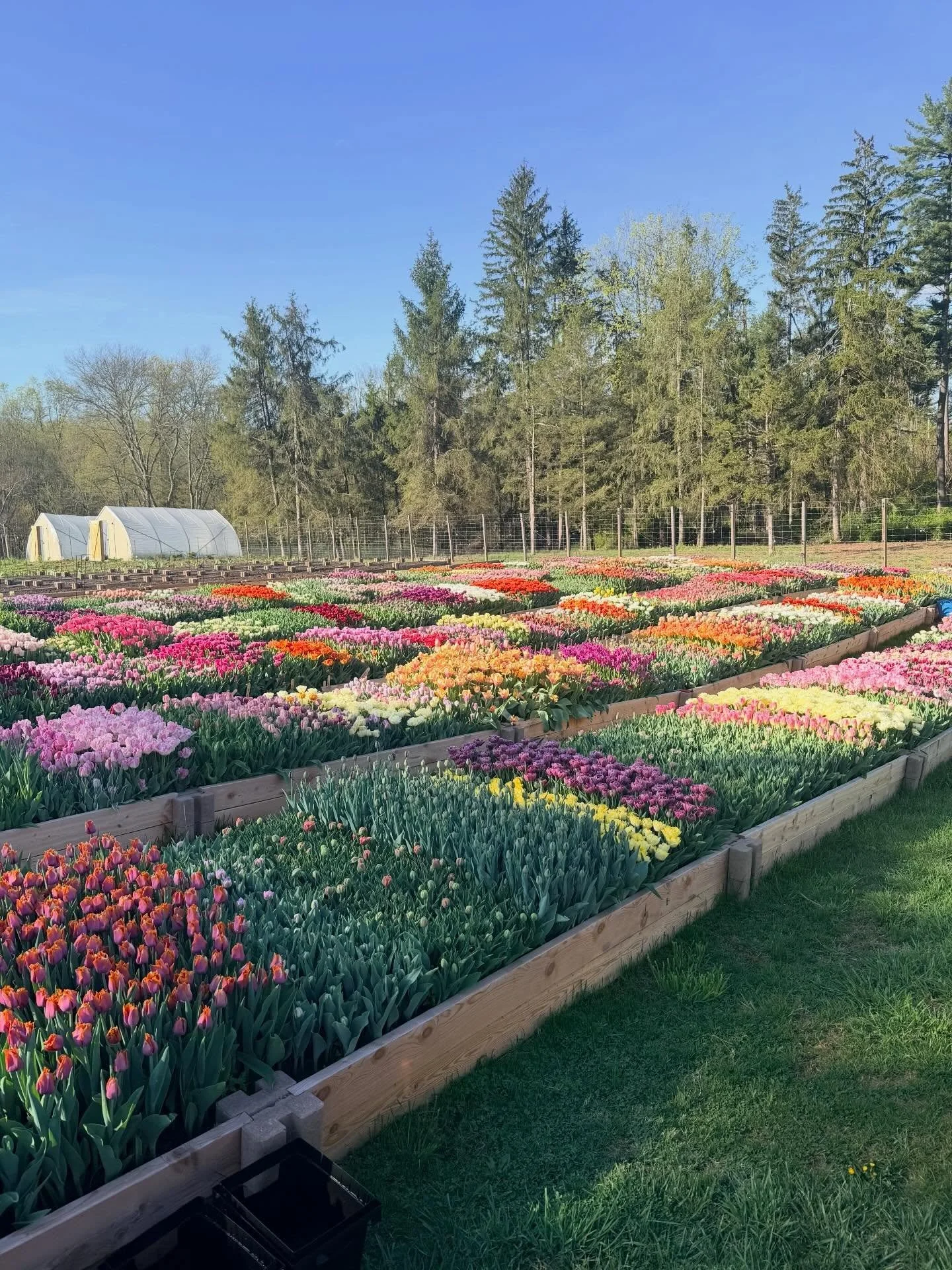 Come pick your own tulips all day today until 7PM!