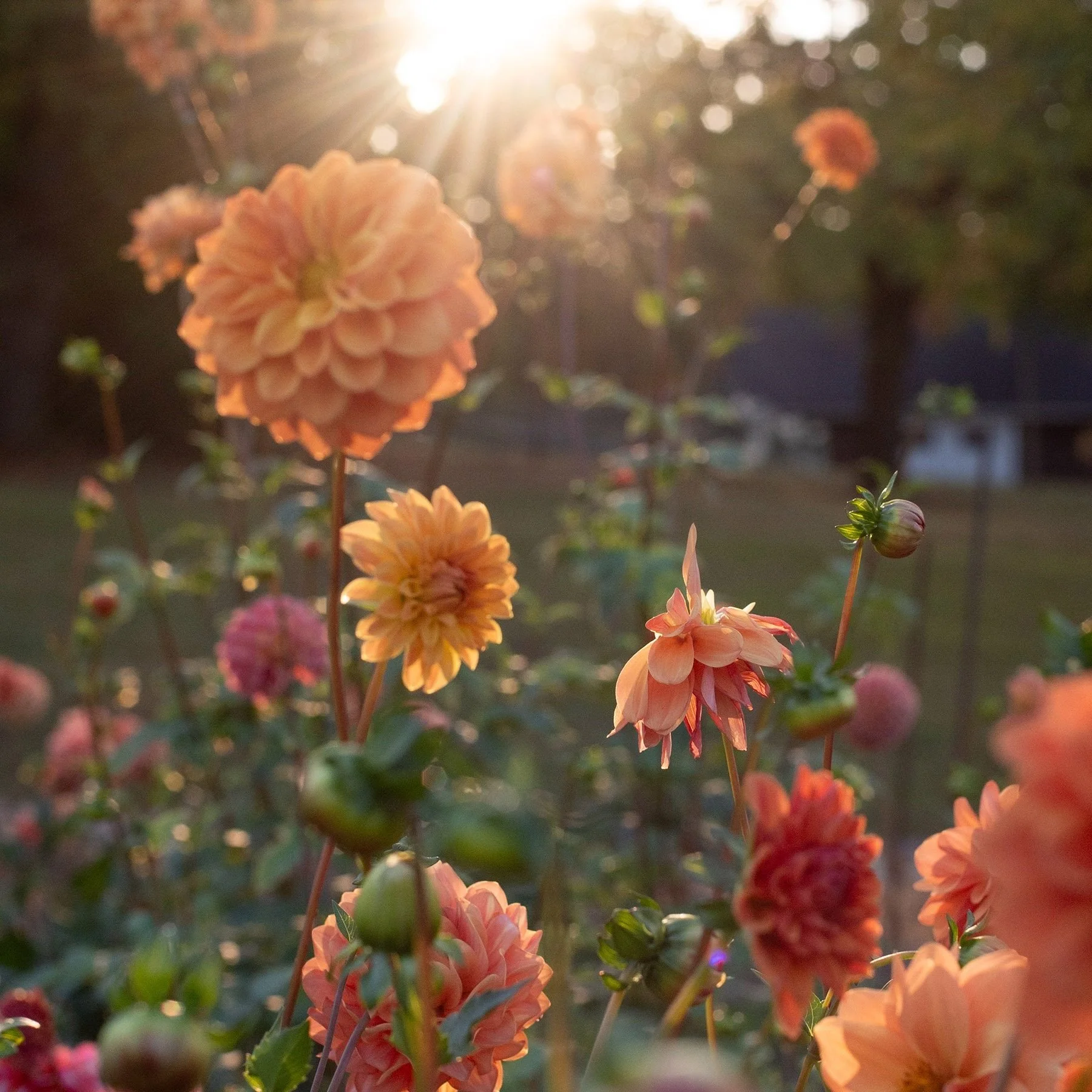 0014.24.10.12.Dahlias.ErinKiernanPhotography.Z62_7627.jpg