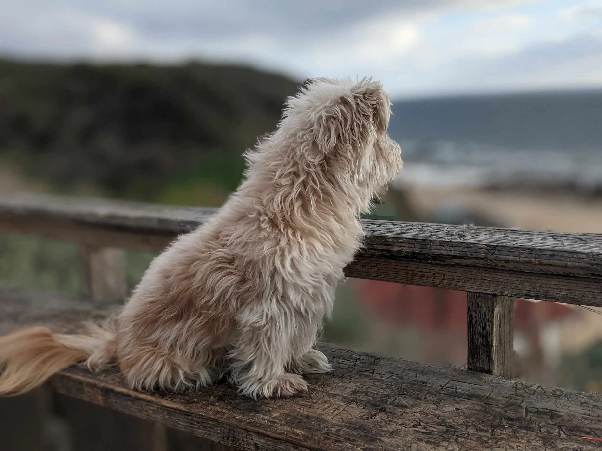 Dog looking off to the horizon.jpg