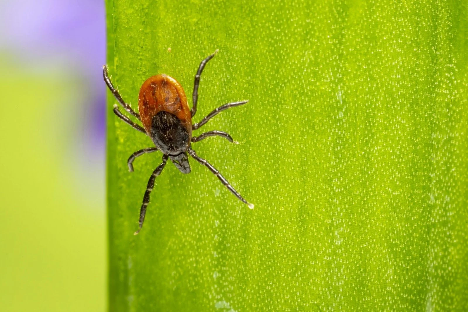 Where Do Ticks Hide? | Tick Habitats | Tick Spraying Services Near Me ...
