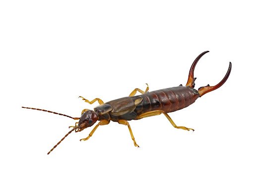 What Are Some Signs You Need Pest Control?