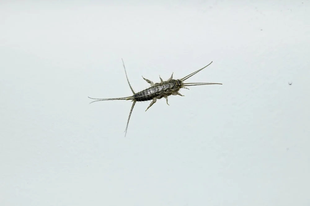 Silverfish in Your Bathroom? Try This Fix