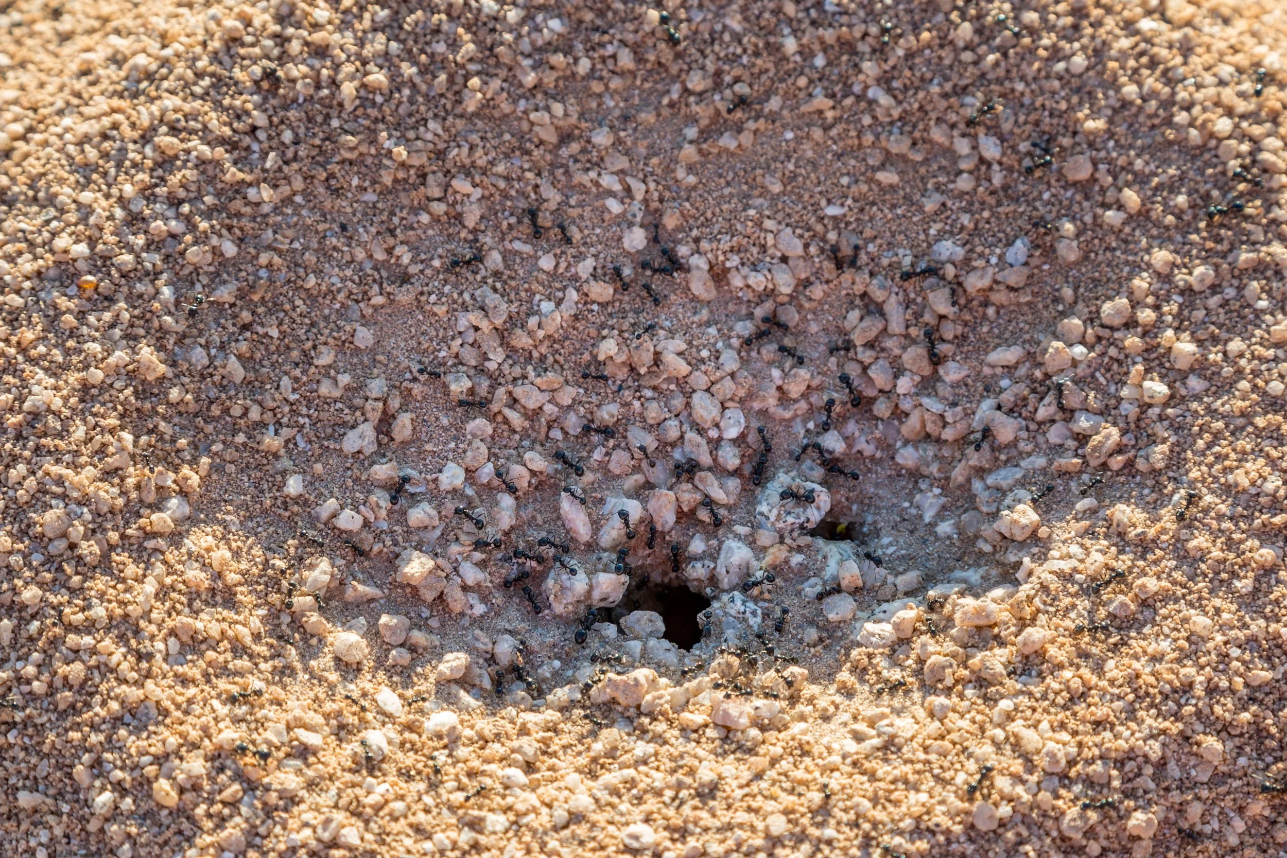 Everything to Know About Ants in Southern California