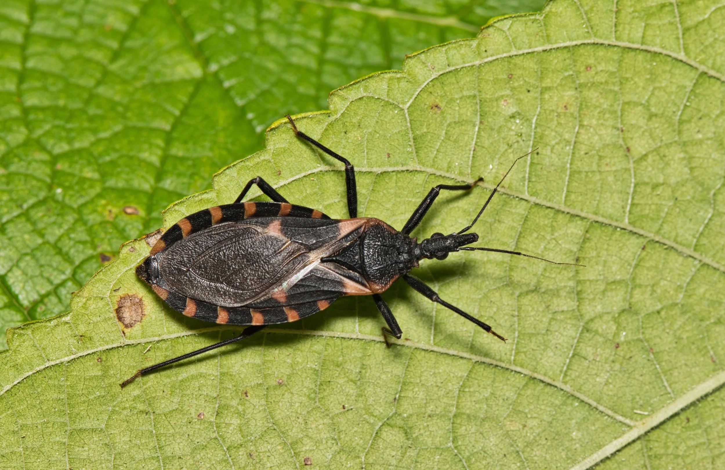 &nbsp;Everything to Know About Kissing Bug Disease (Chagas Disease) in Southern California