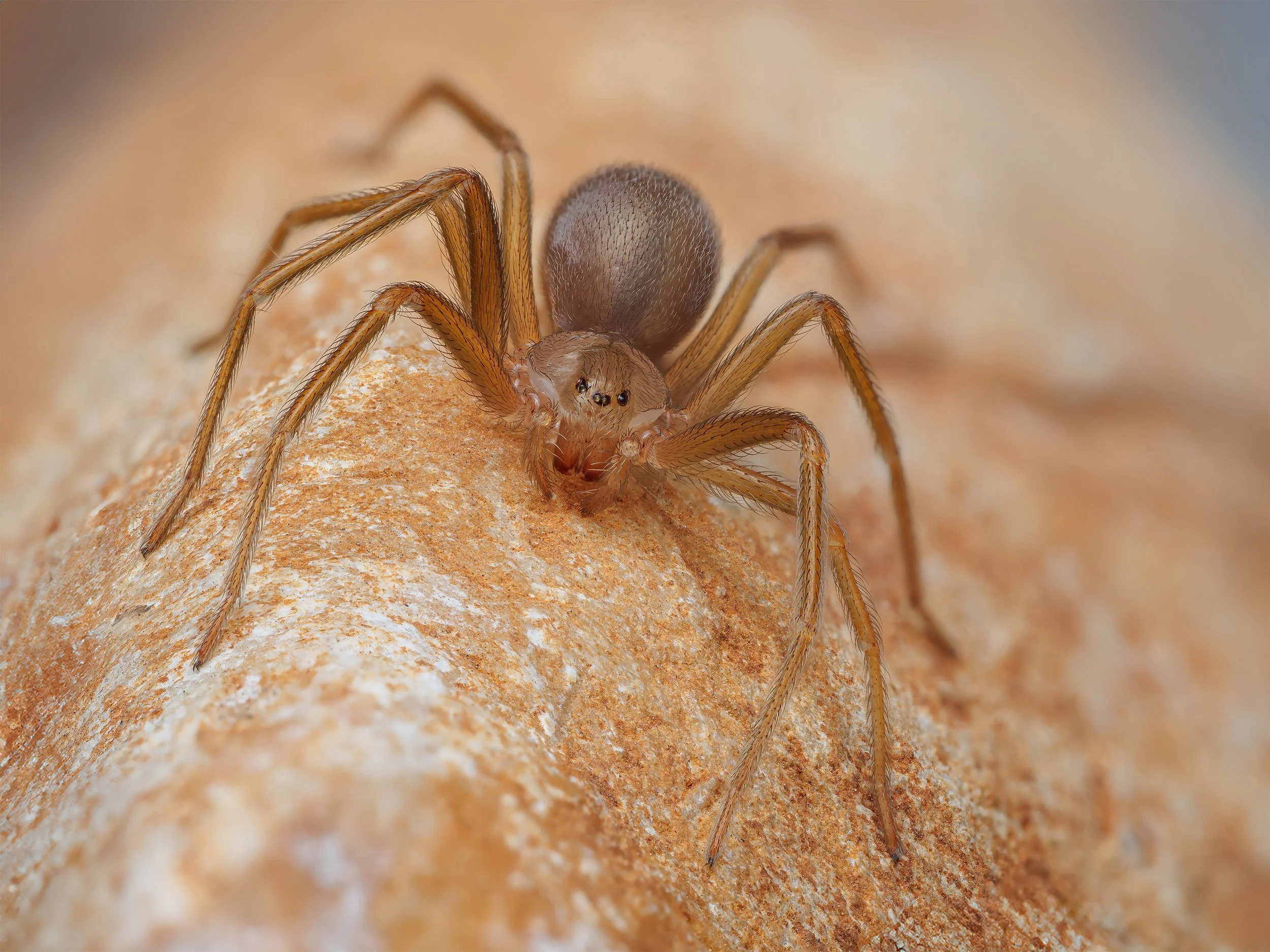 Brown Recluse Spiders in California: What You Need to Know