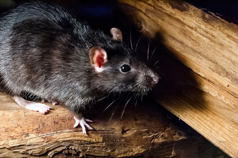 Rats in the Ceiling: How to Spot Them and Get Rid of Them Fast