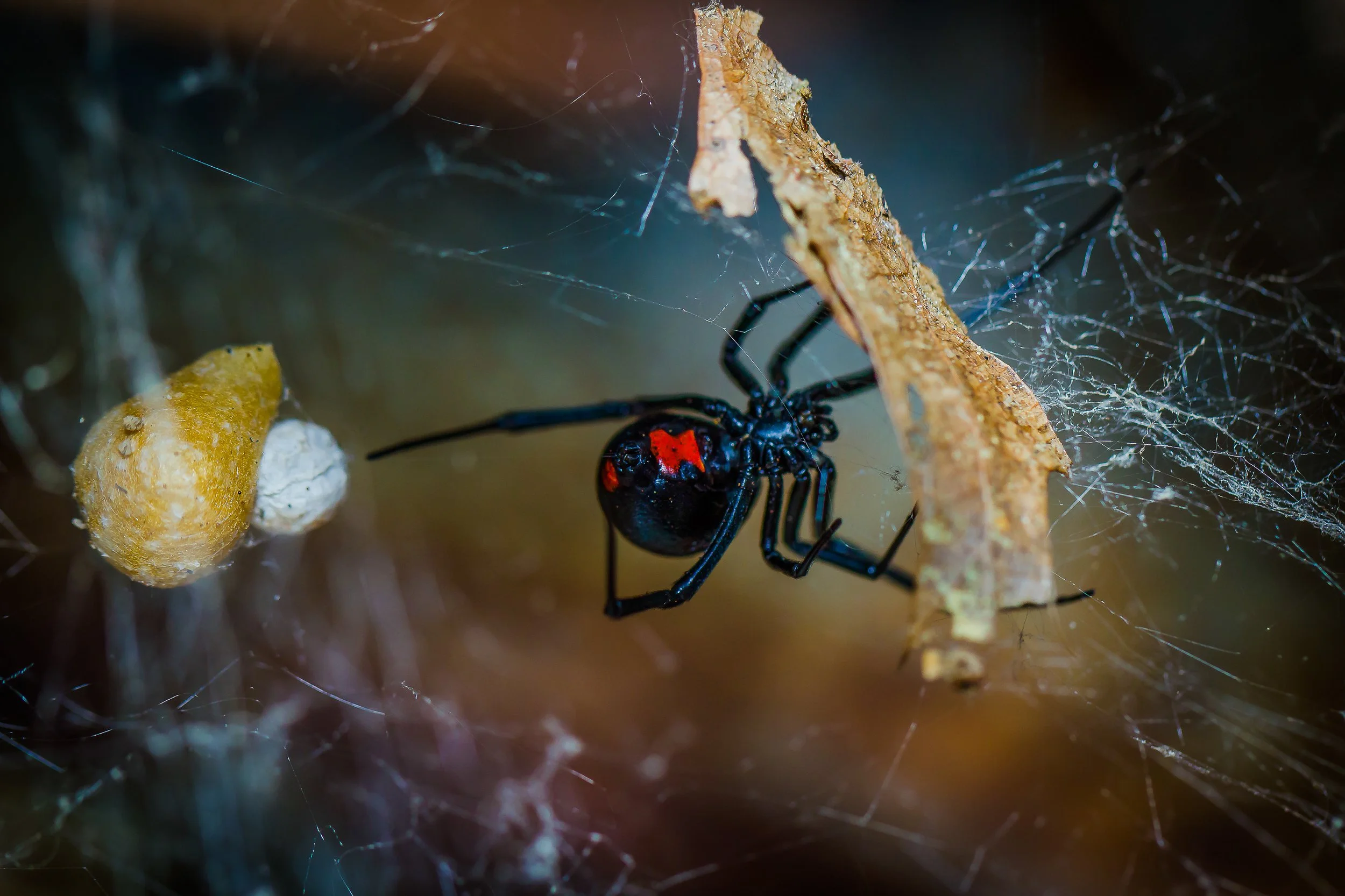 Widow Spiders: The Most Venomous Spiders in California