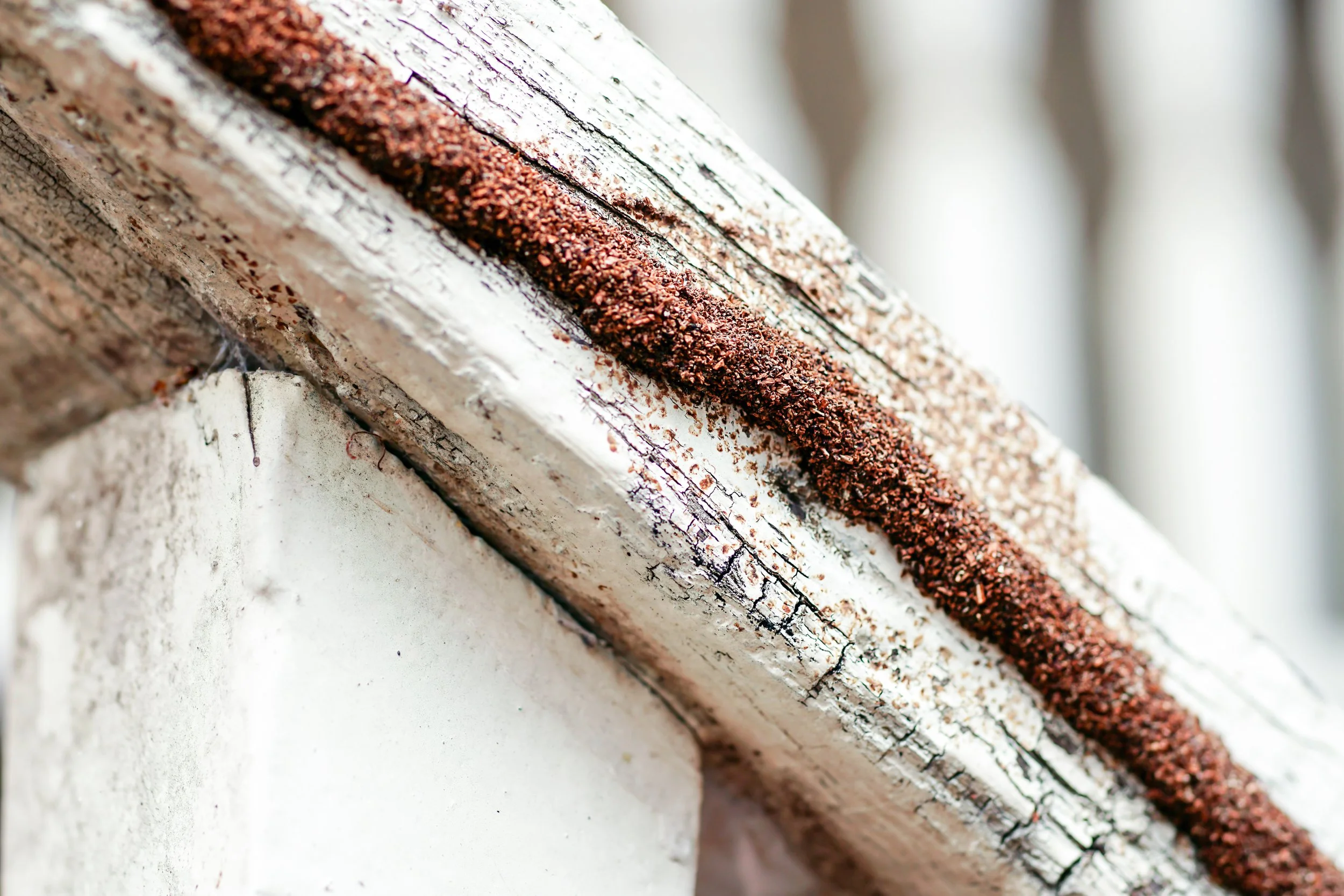 Termite Tubes Mean Big Trouble