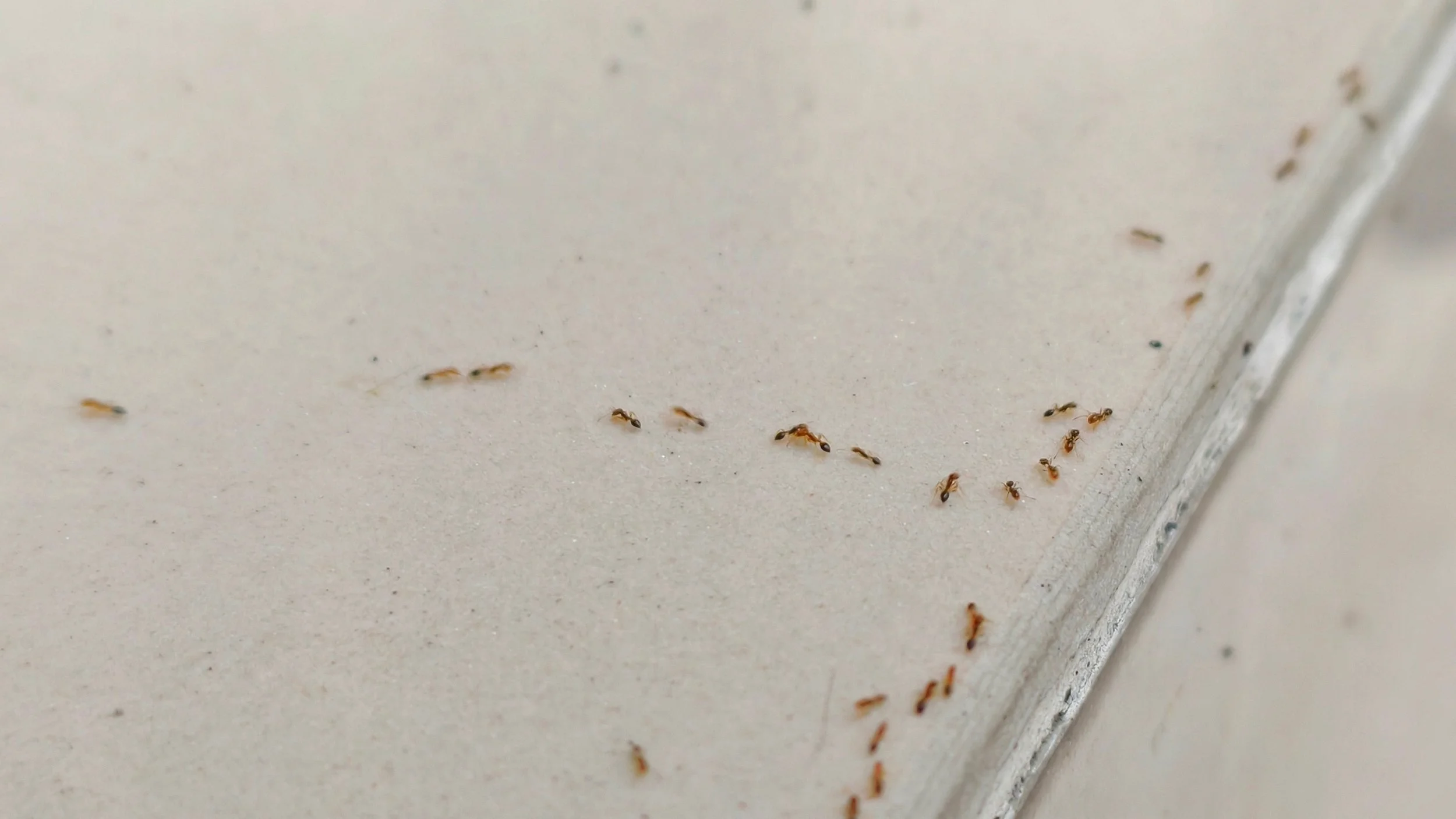 Ants in the House: 7 Ways Ants Could Be Finding Their Way Inside